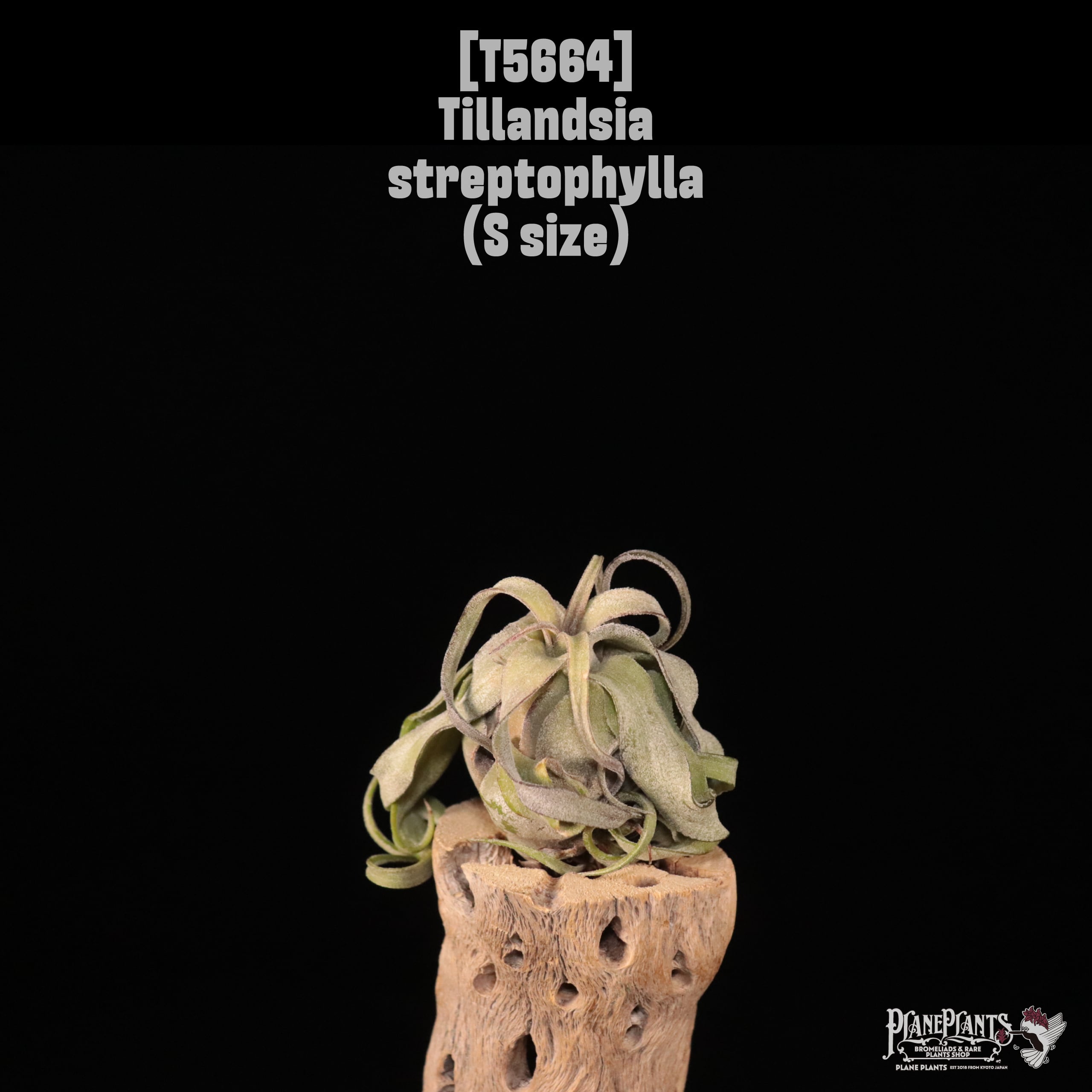【送料無料】streptophylla S〔エアプランツ〕現品発送T5664