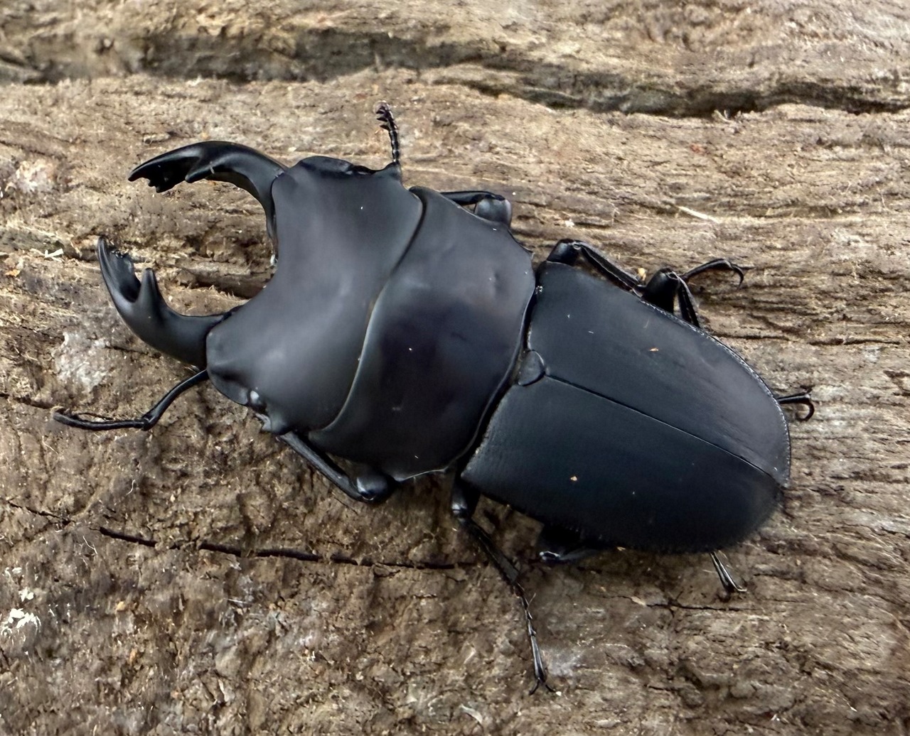 【WF3】《メタドルクス ロトゥンダトゥス 22mm ペア》