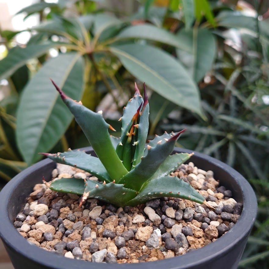 アガベ ユタエンシス ssp. ユタエンシス 4 Agave uthaensis ssp ...