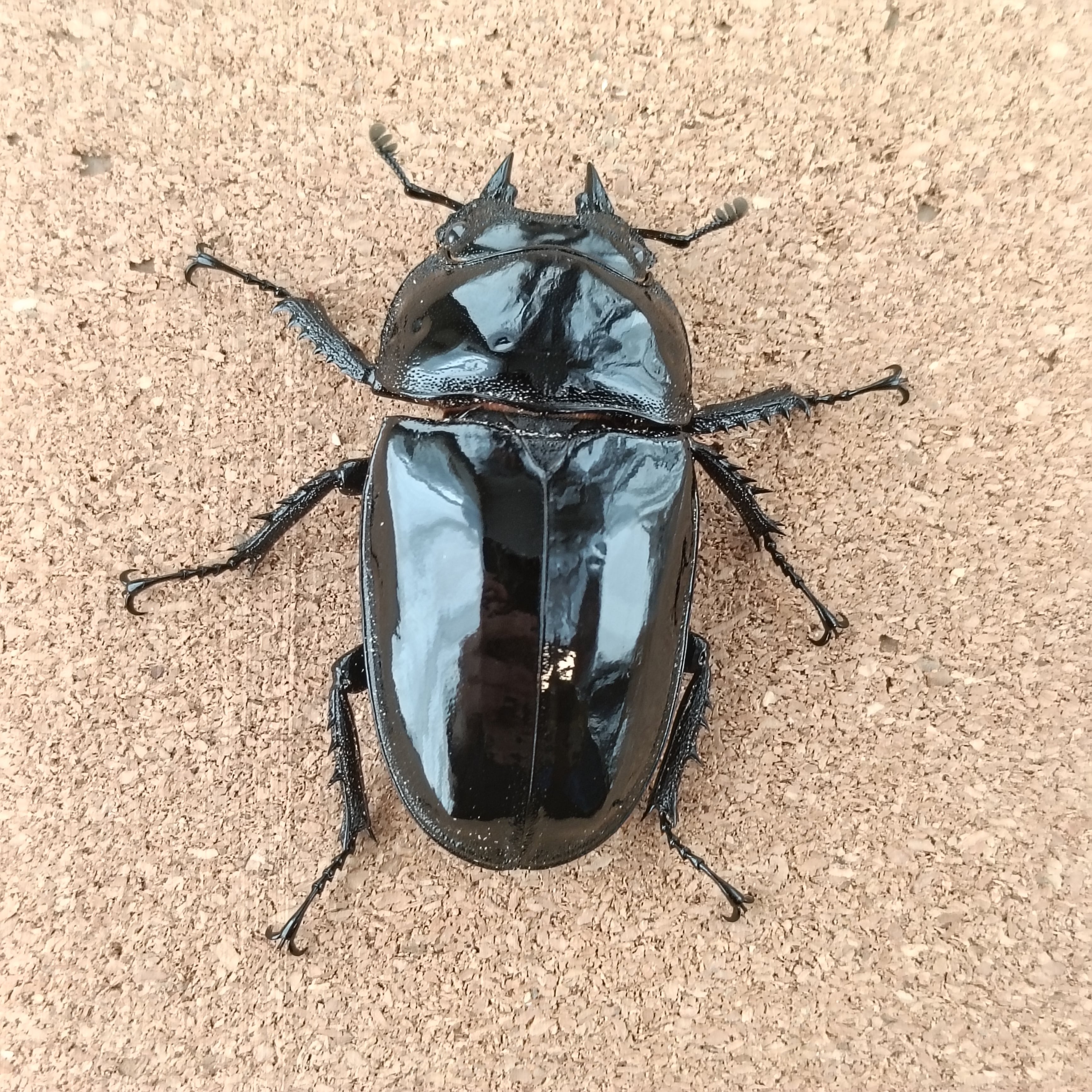 タランドゥスオオツヤクワガタ ♂ 82.5mm、♀53.6mm 販売中