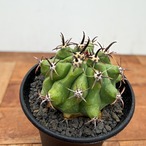 Ferocactus Horridus【フェロカクタス・巨鷲玉・実生】