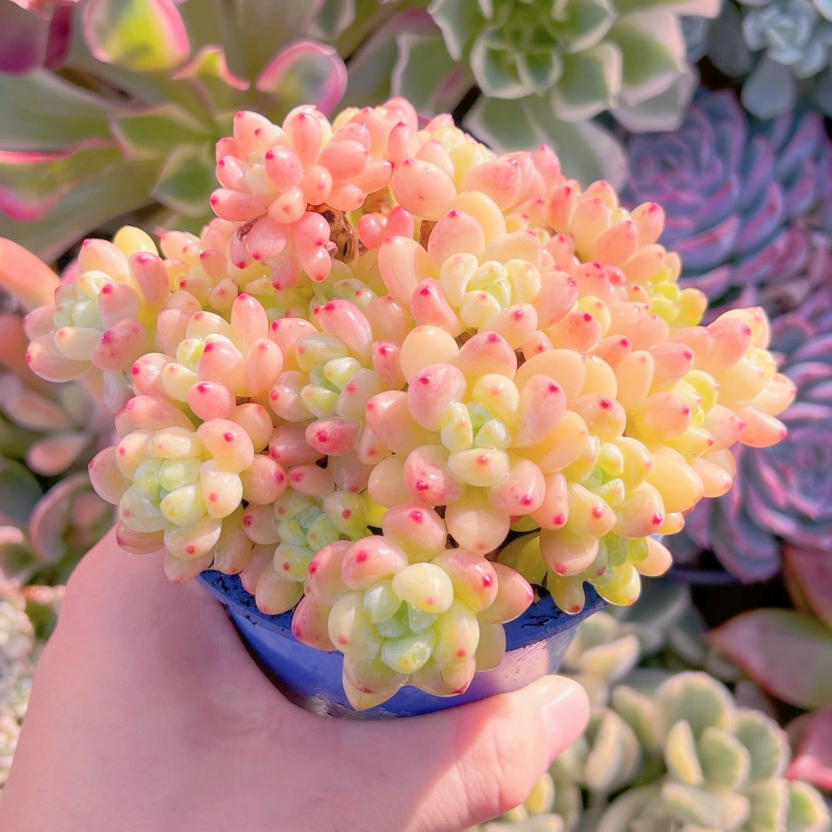 多肉植物 ピンクラウル 大群生 新入荷 るる農園 | るる農園~多肉植物専門