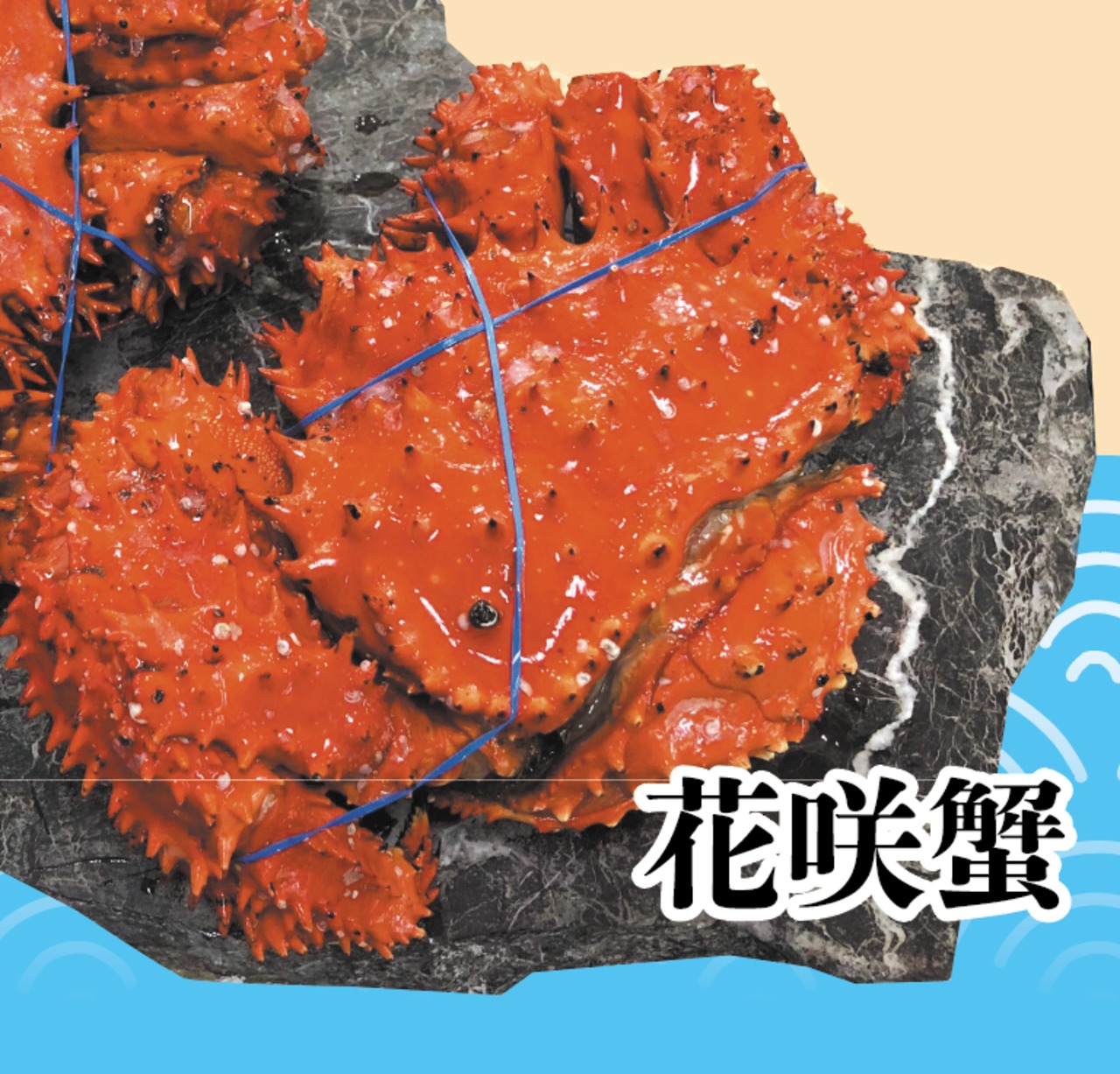 北海道根室産  花咲蟹  1.2kg 前後 1尾