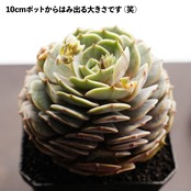 カット苗 ローラ Echeveria 'Lola'