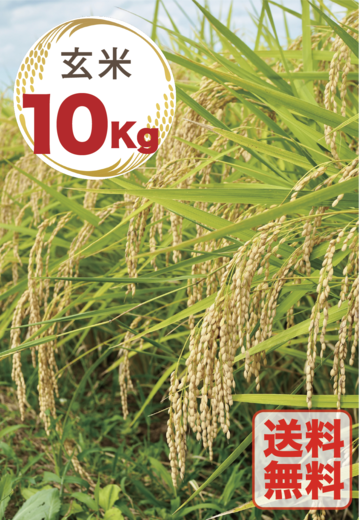食品 令和7年産棚田育ちのヒヨクモチ10kg 新米 価格改定！！
