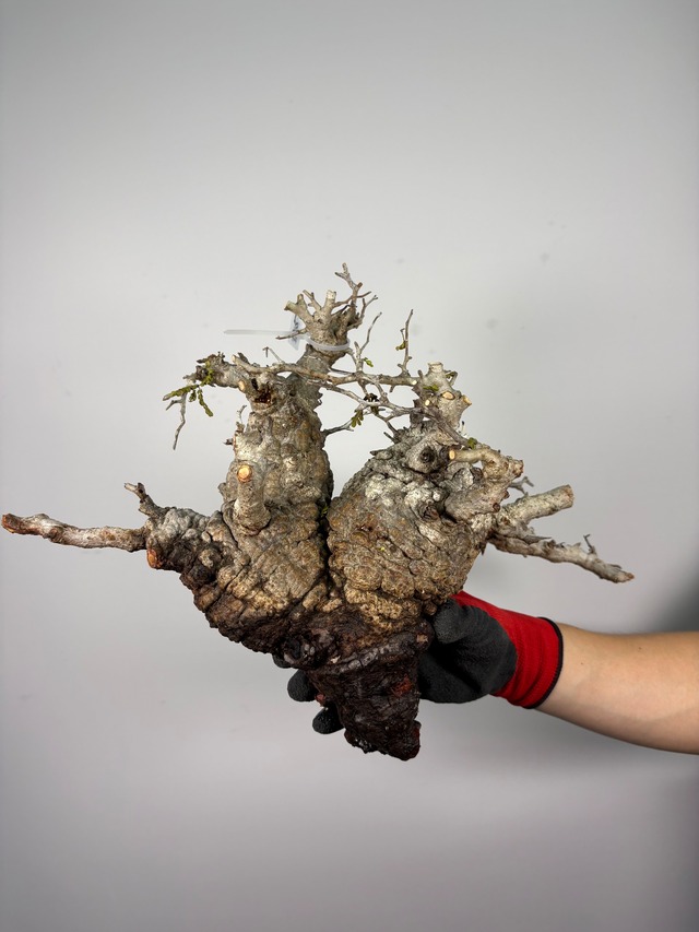 F152 現地発根株 オペルクリカリア パキプス 6/15 入荷 Operculicarya pachypus 塊根植物 現地球
