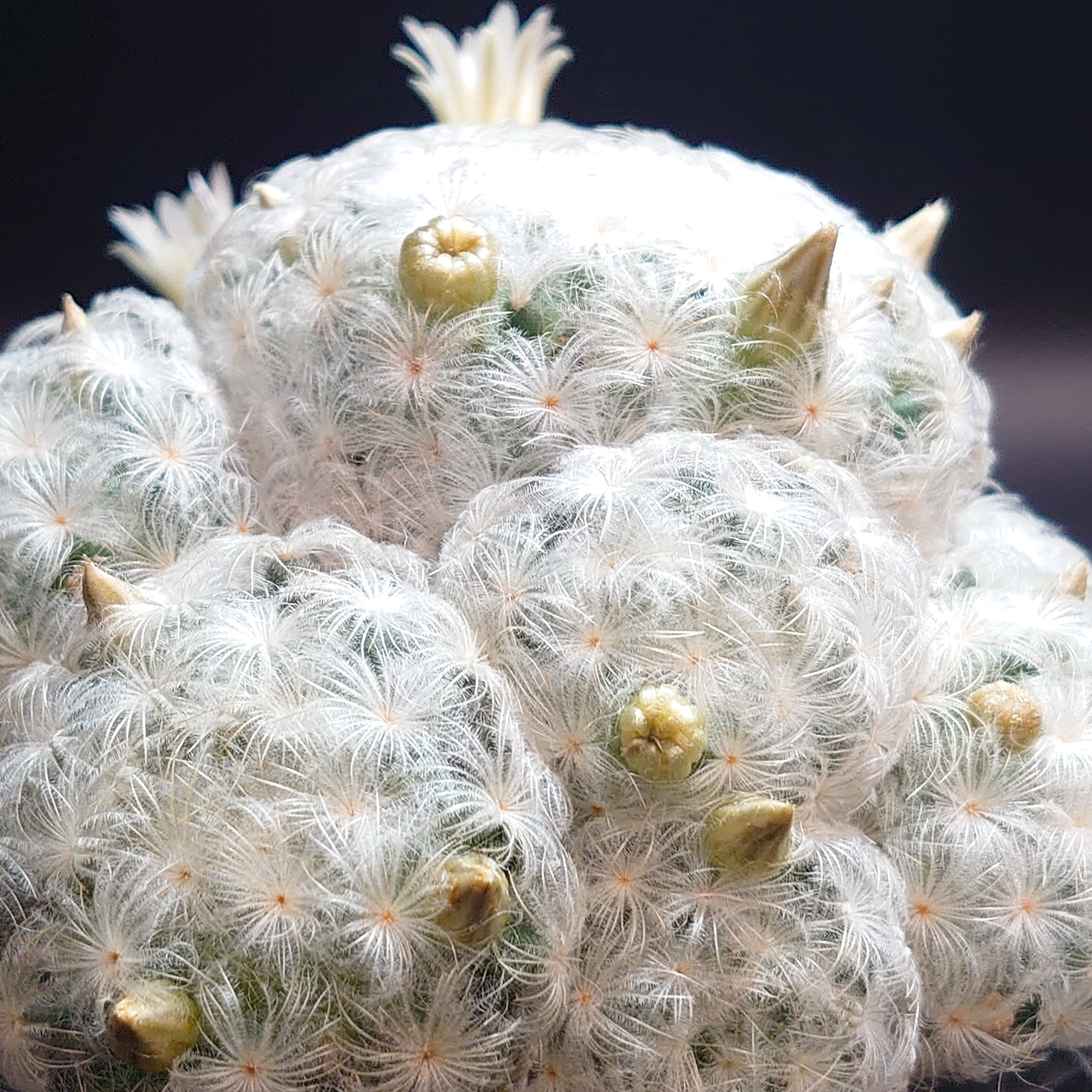 白星　群生大株　サボテンMammillaria plumosa  マミラリア