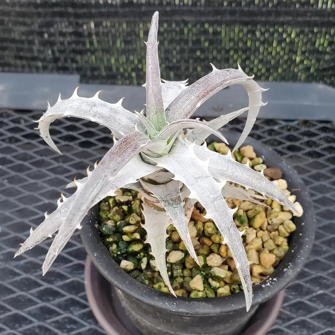Dyckia（ディッキア） | レアプランツ通販サイトPlants Maniax