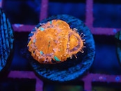 Scolymia BabyGarden 17