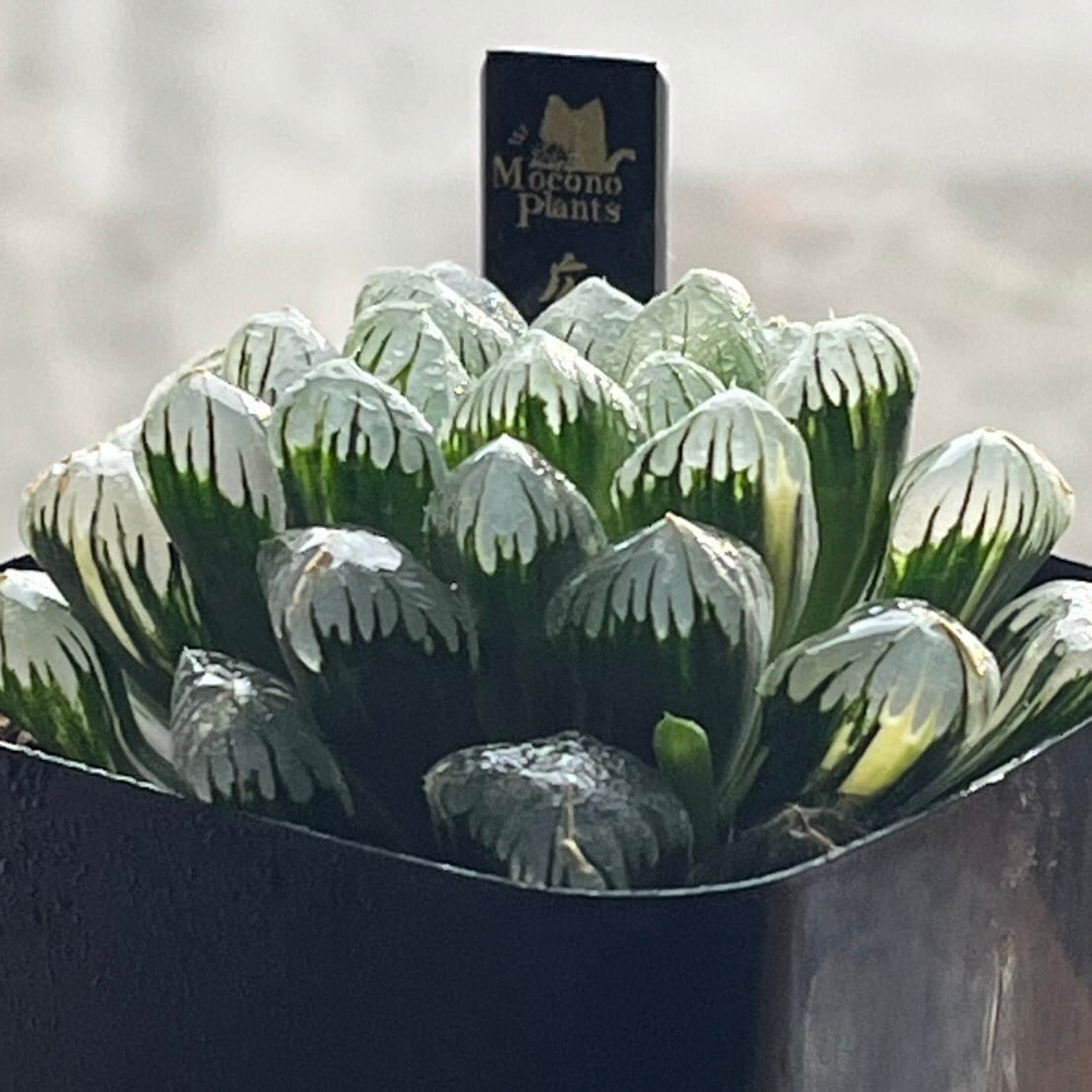 ハオルチア 広瀬オブツーサ錦 | mocono_plants