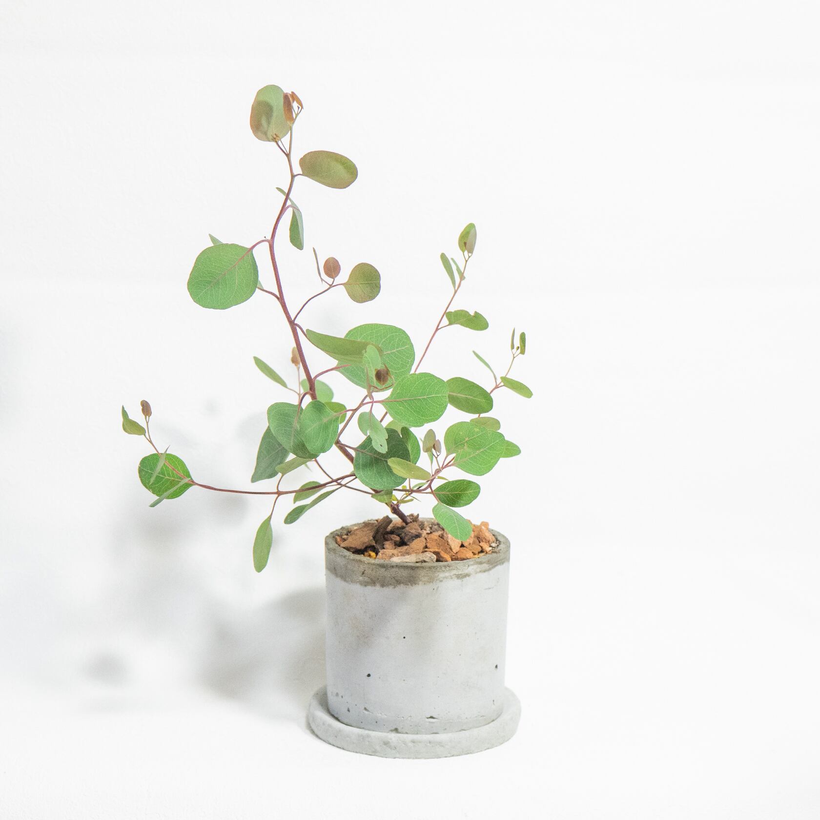観葉植物 ユーカリ・ポリアンセモス 軽やかな丸葉と無骨なモルタル鉢の好バランス