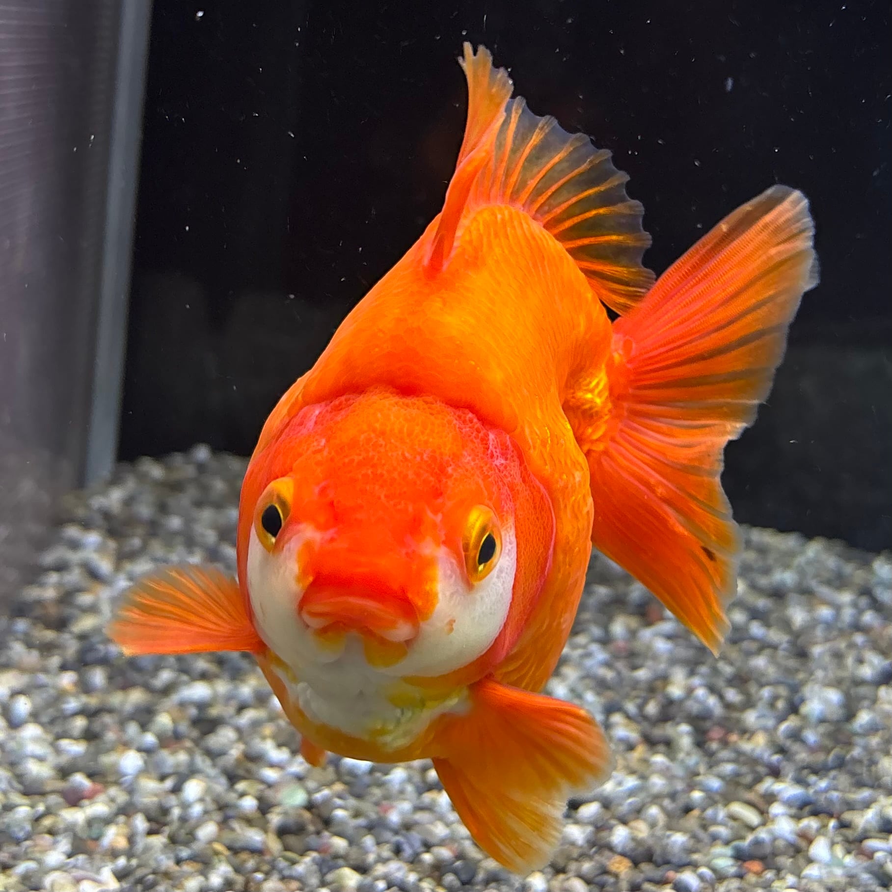 だるま琉金 更紗 14cm | 金魚・熱帯魚専門店 AquaPro.H