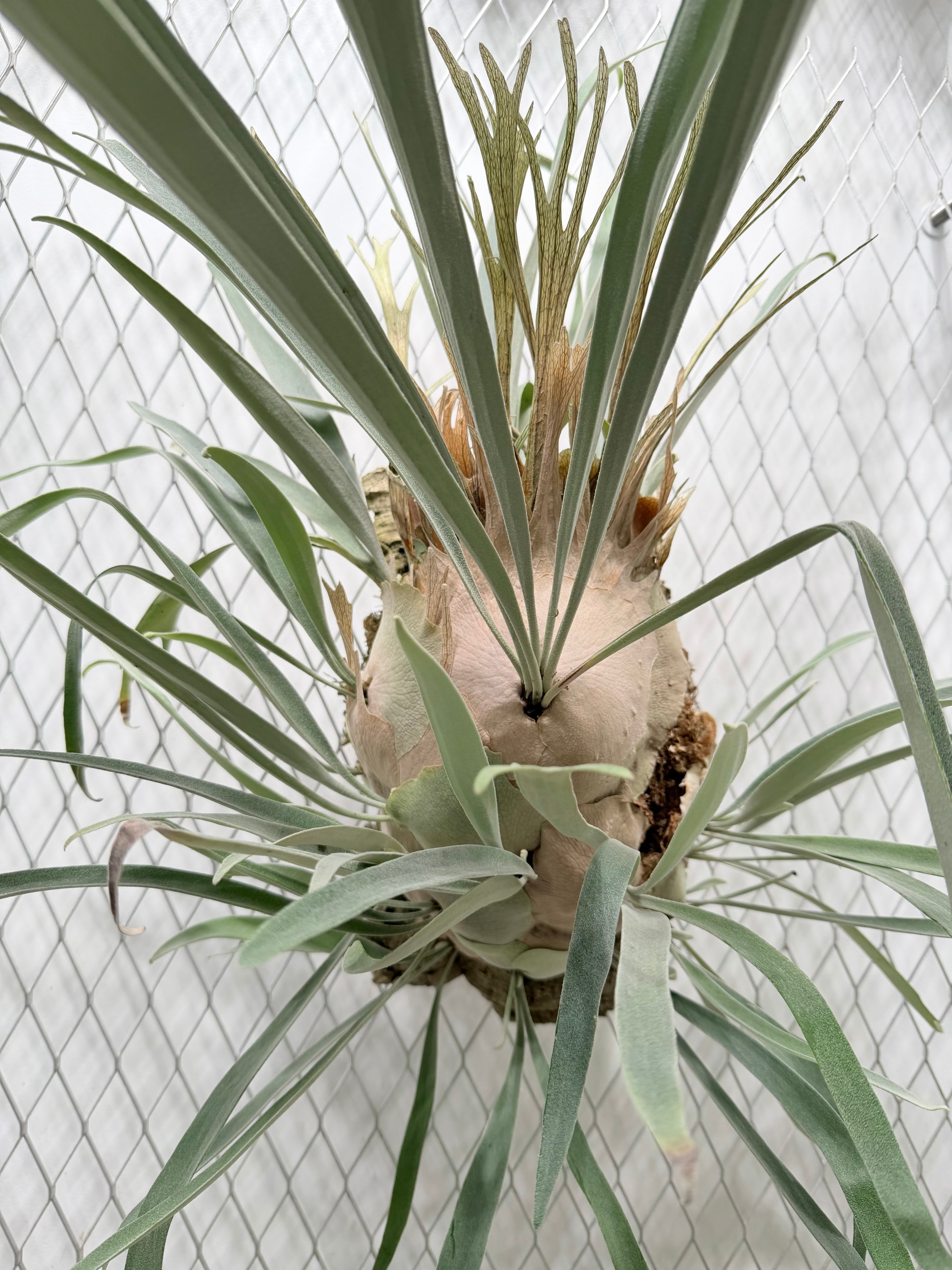 c) P. willinckii 'Frosty Maiden' spore grown ① ビカクシダ