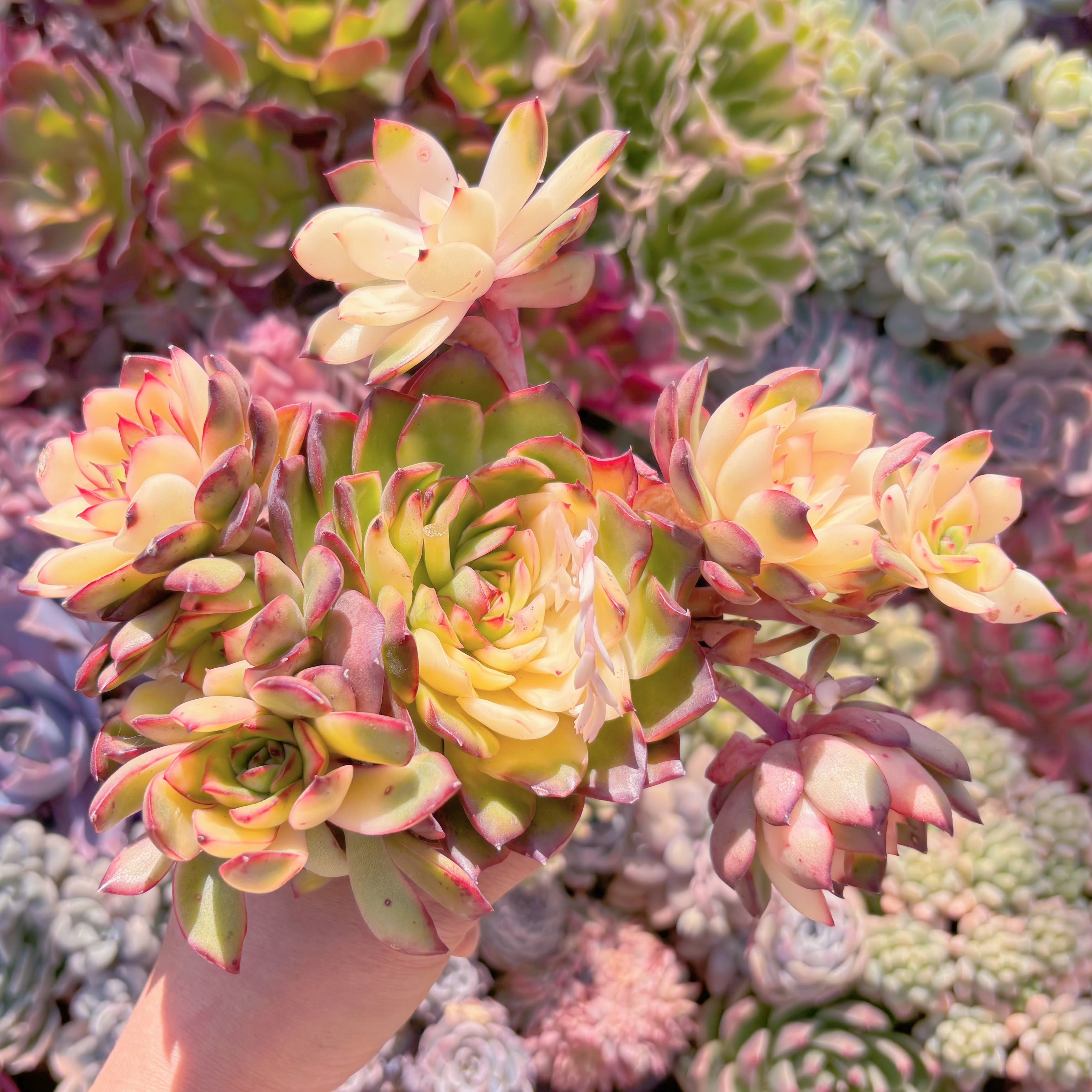 現品　プリリンゼアナ錦#844　群生　新入荷　るる農園