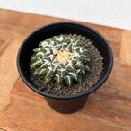 Ariocarpus kotschoubeyanus【アリオカルプス・黒牡丹】