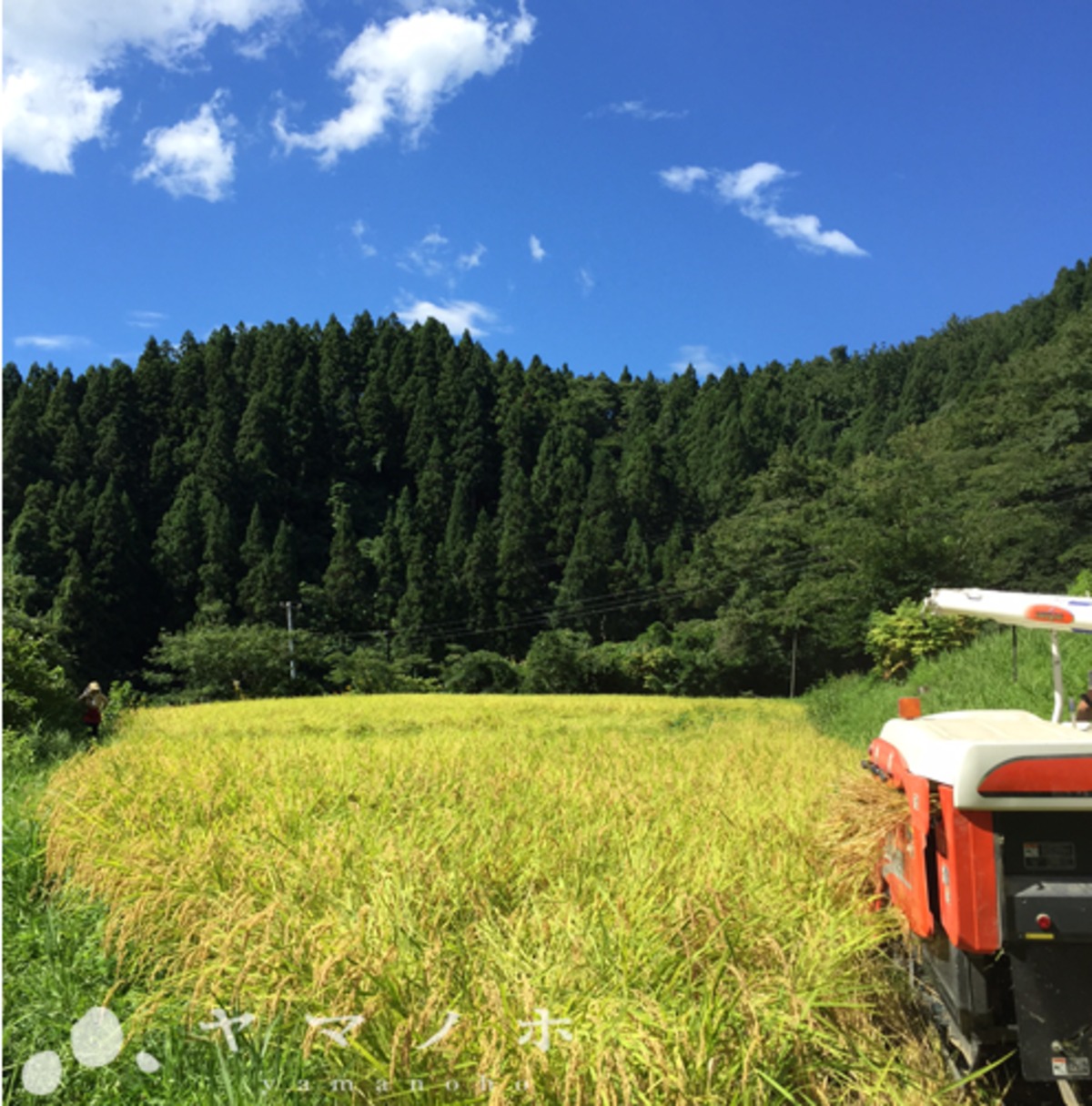 令和7年度産新米】新潟県産コシヒカリ 玄米10kg | yamanoho