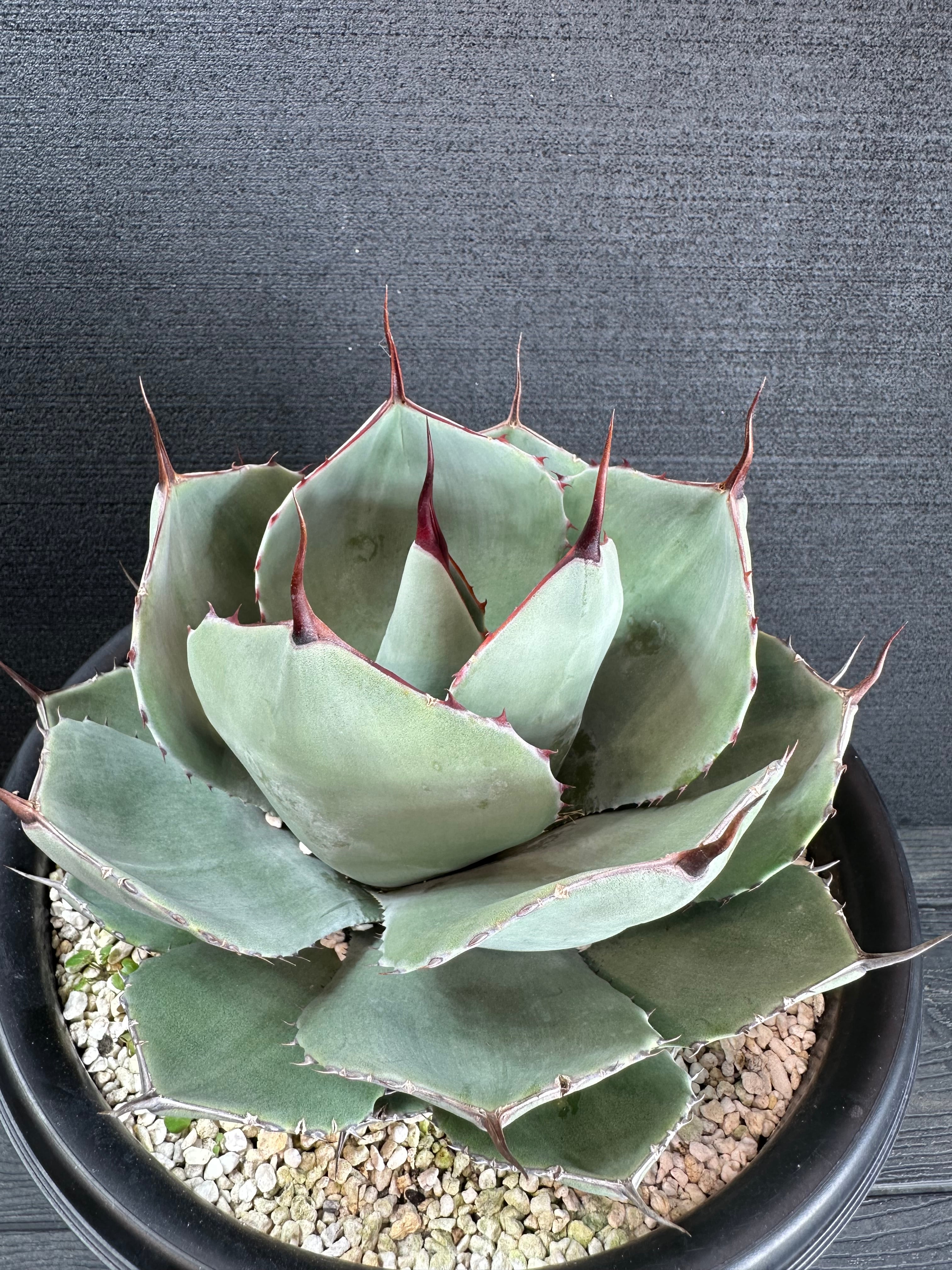 No.91】アガベ パリートランカータ ハンティントン No.91】アガベ