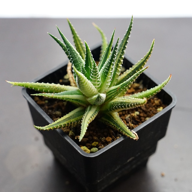 抜き苗 十二の巻錦 エレガンス Haworthia fasciata 'Elegans'