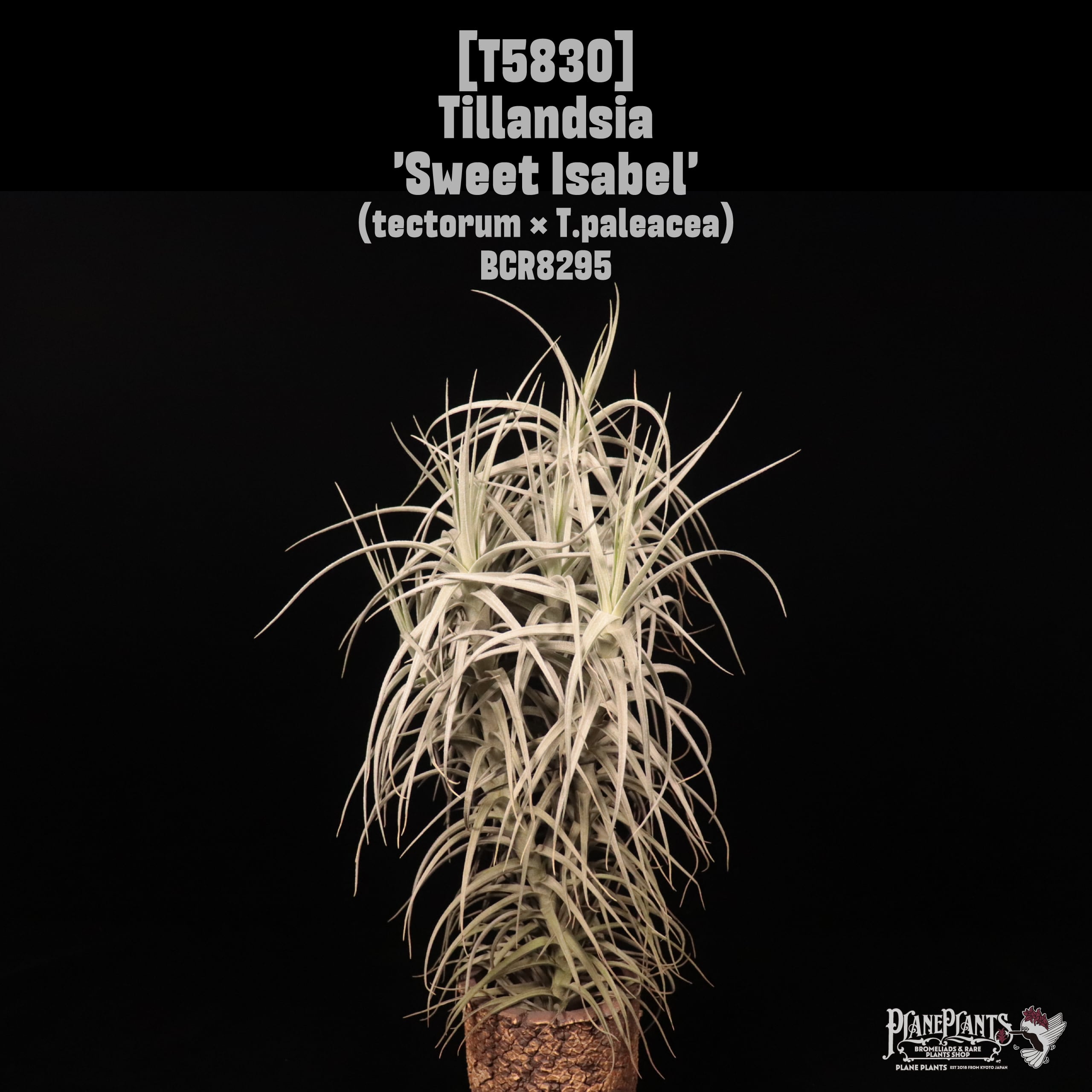 送料無料】WORLD OF TILLANDSIAS〔Picture book〕 | plane plants