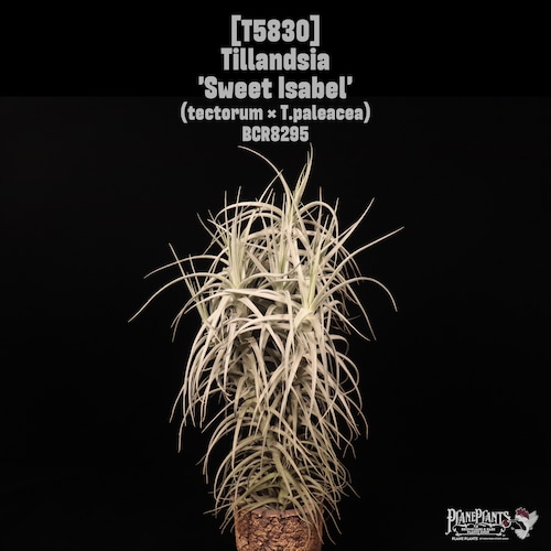 Tillandsia Sweet Isabel'〔ティランジア〕T5830