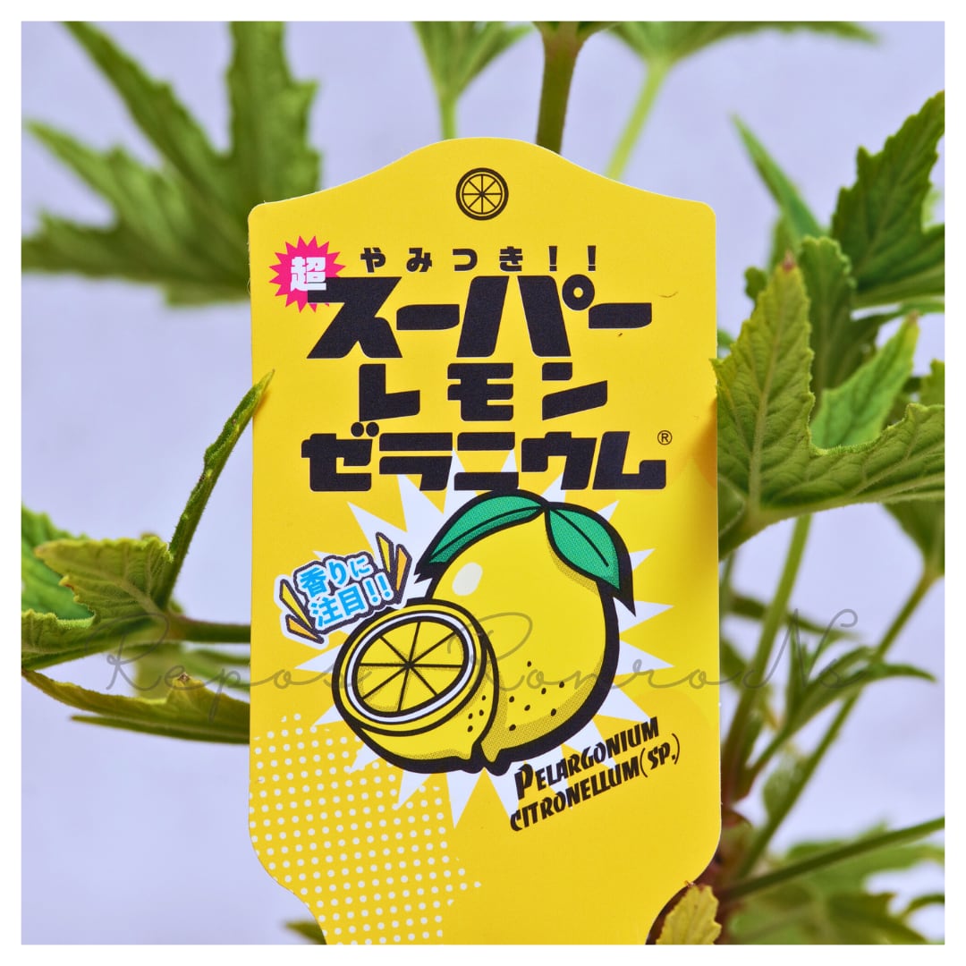 ゼラニウム・シトロネルム:スーパーレモン(3.5号)希少品種 花苗 珍しい ゼラニウム 天竺葵 寄せ植え ゼラニューム 鉢植え カラーリーフ