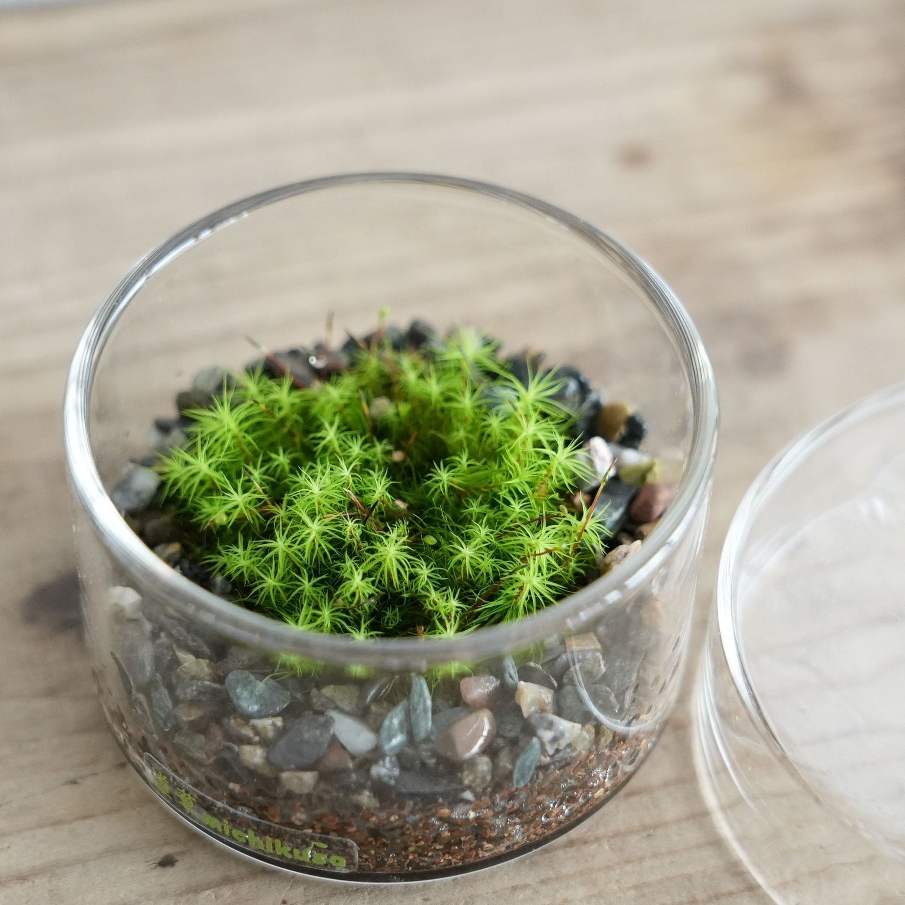 シャーレで育てる小さな苔の森−タマゴケ− ◇初めて育てる苔