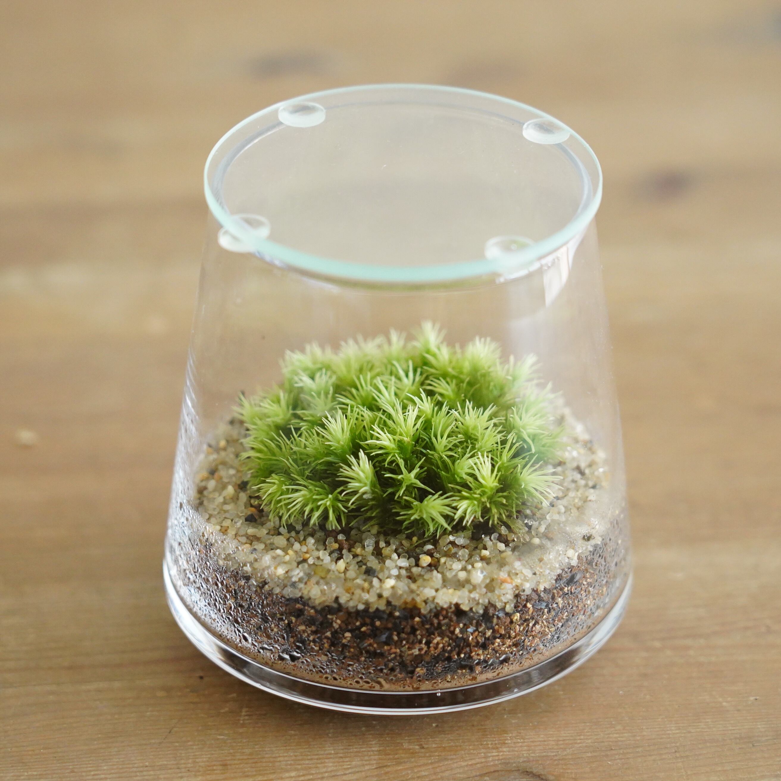 限定1個】小さな苔の森−オオシラガゴケ− 台形ポット◇ふっくら淡緑