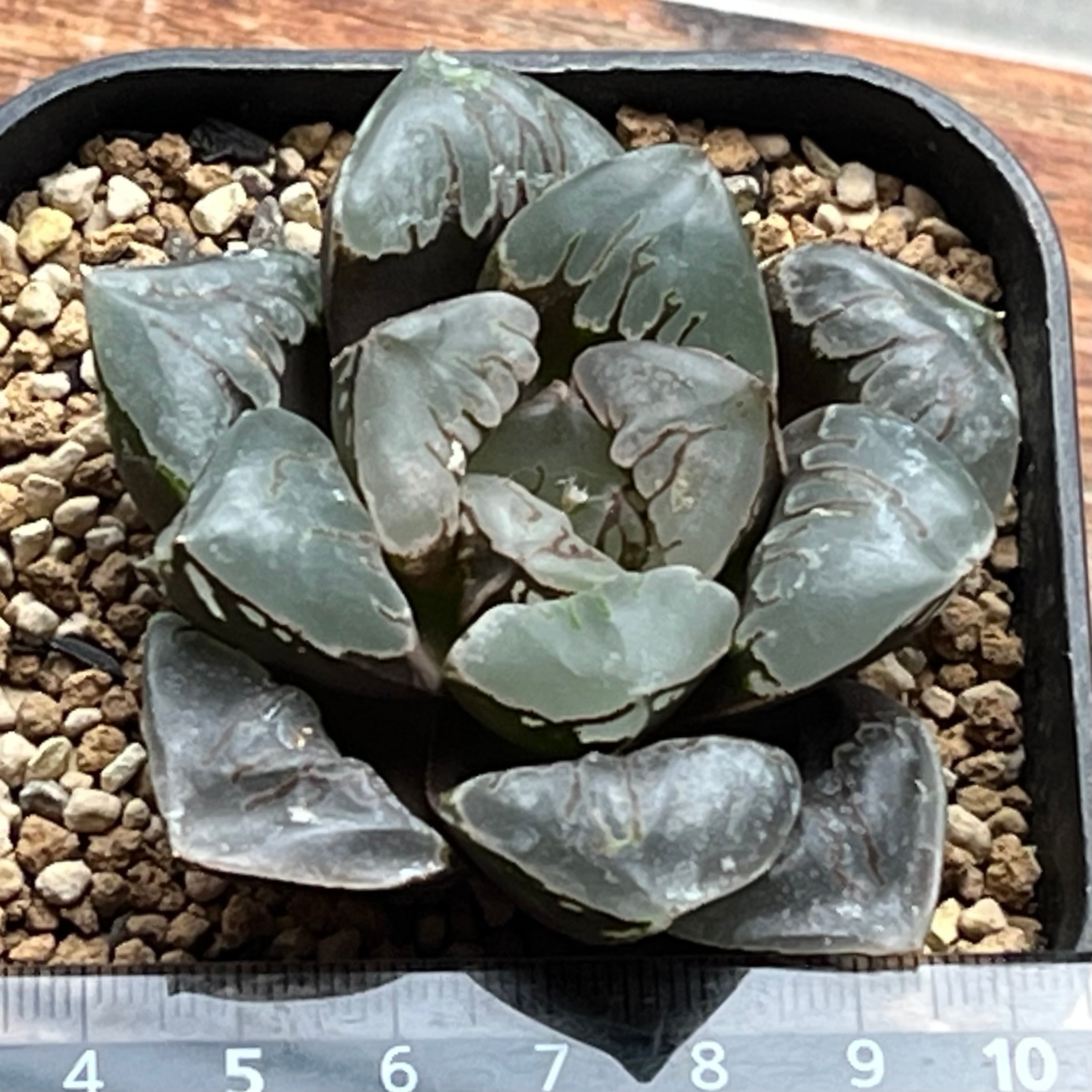 ハオルチア 緑焔 | mocono_plants