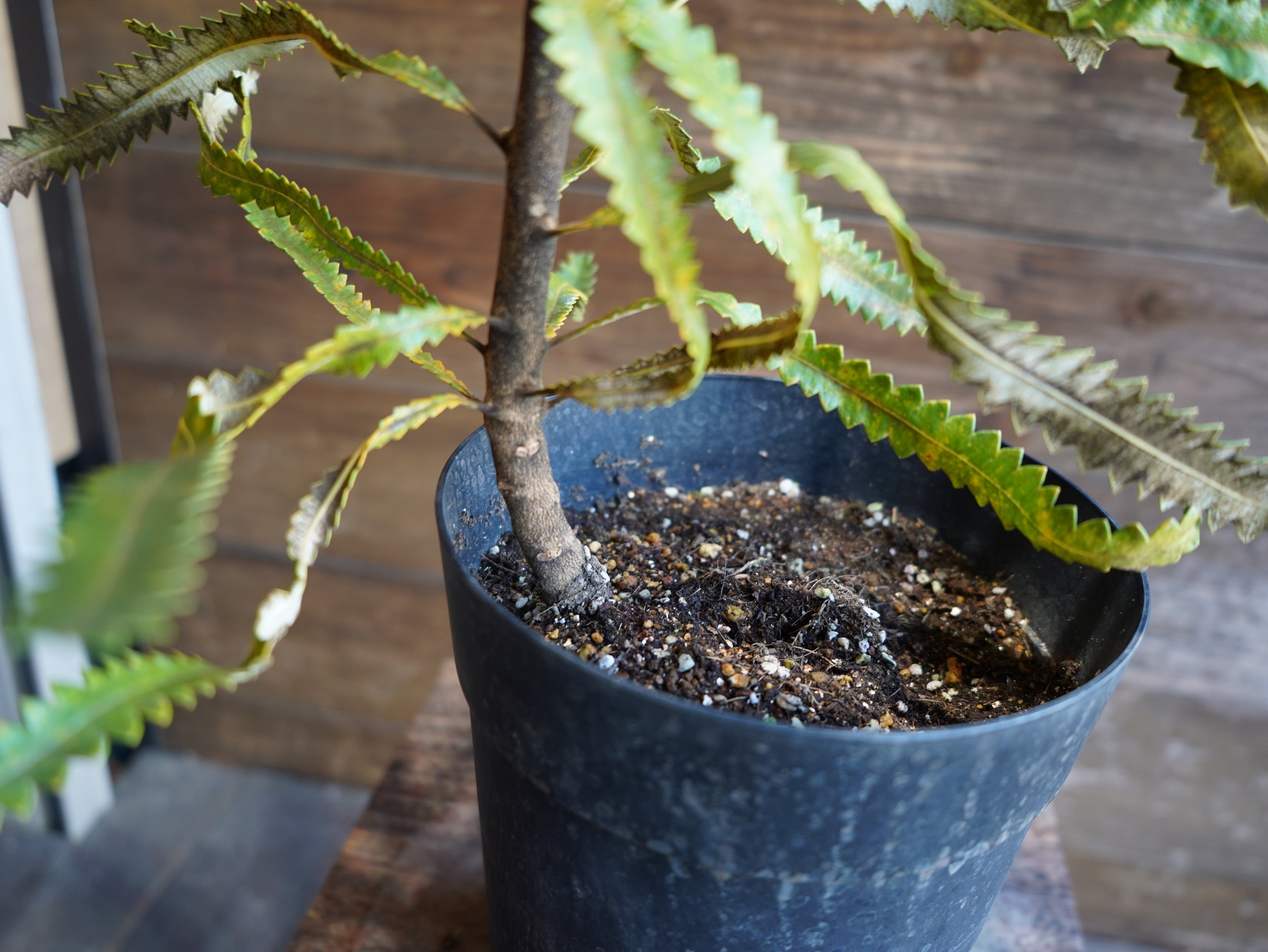 【現物】バンクシア　”バーデッティ”　A