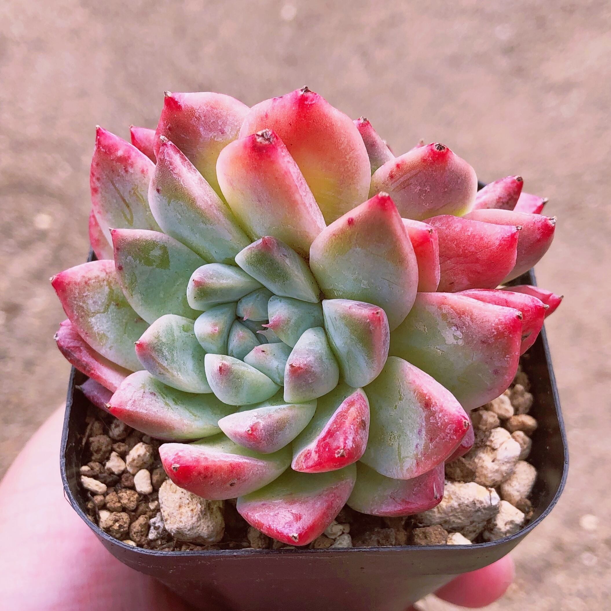 多肉植物　キュッティ　群生