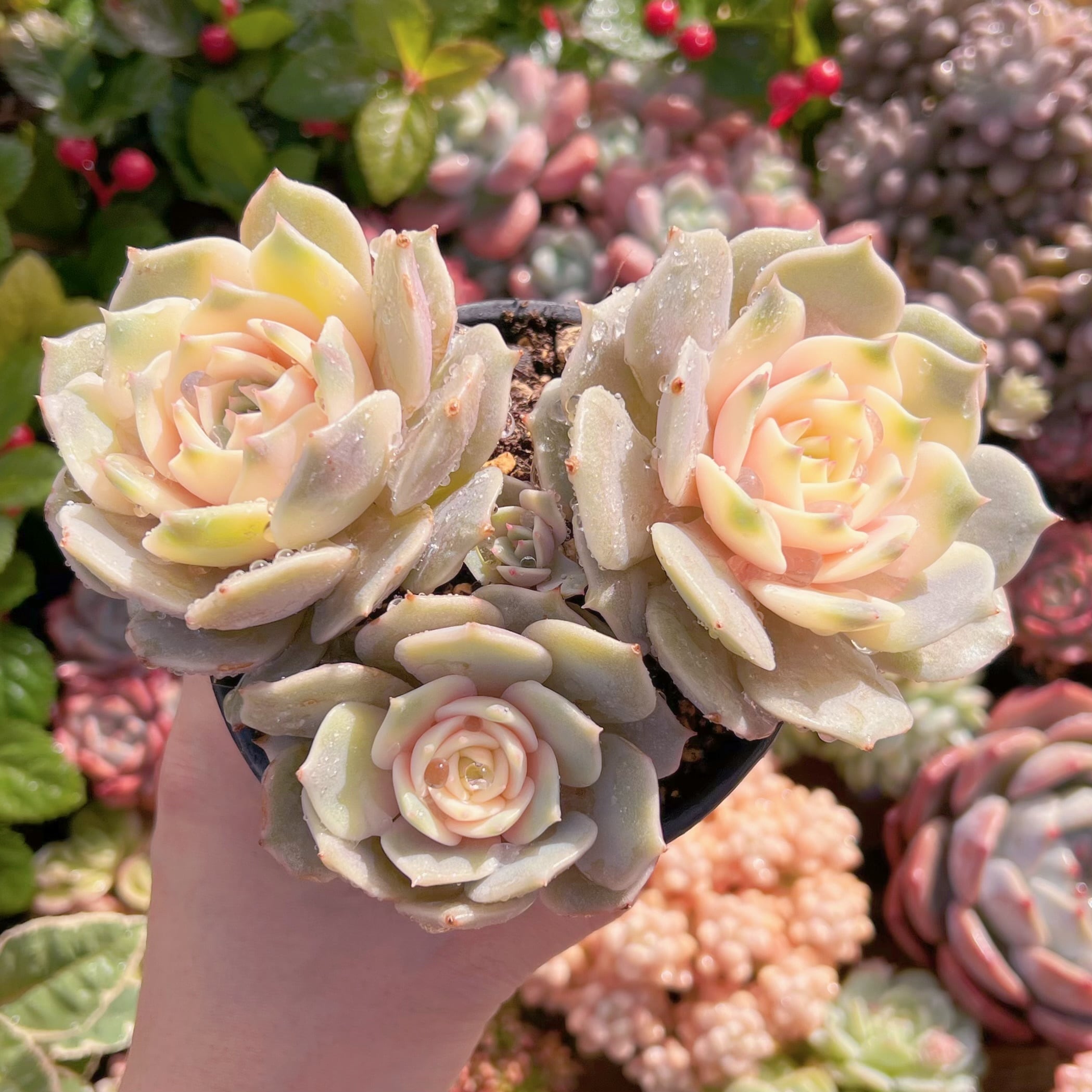 現品　ローラ錦#210　群生　新入荷　るる農園