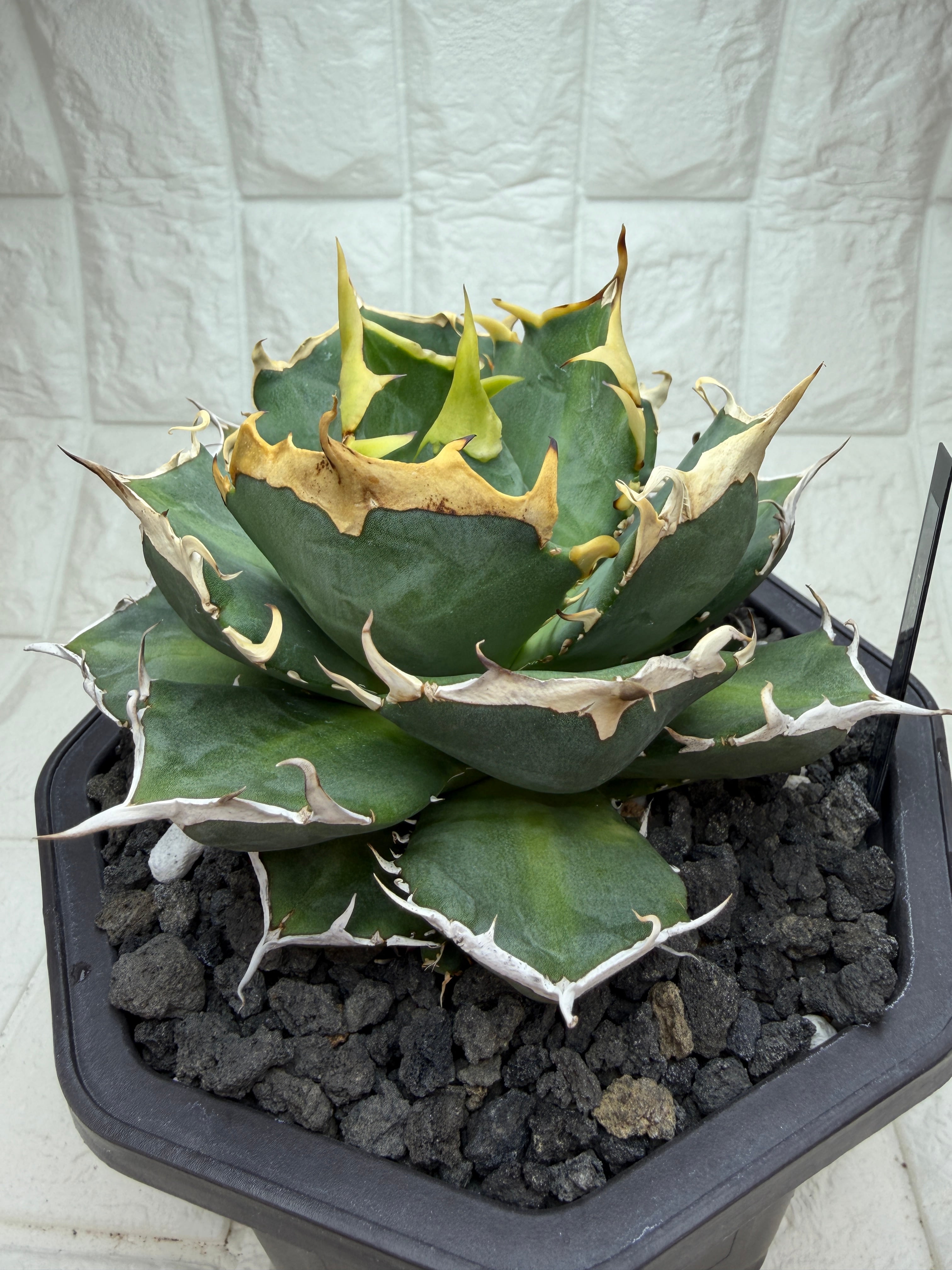 Oaxaca seedling「オアハカ実生」アガベ Agave | AZ.PLANTS