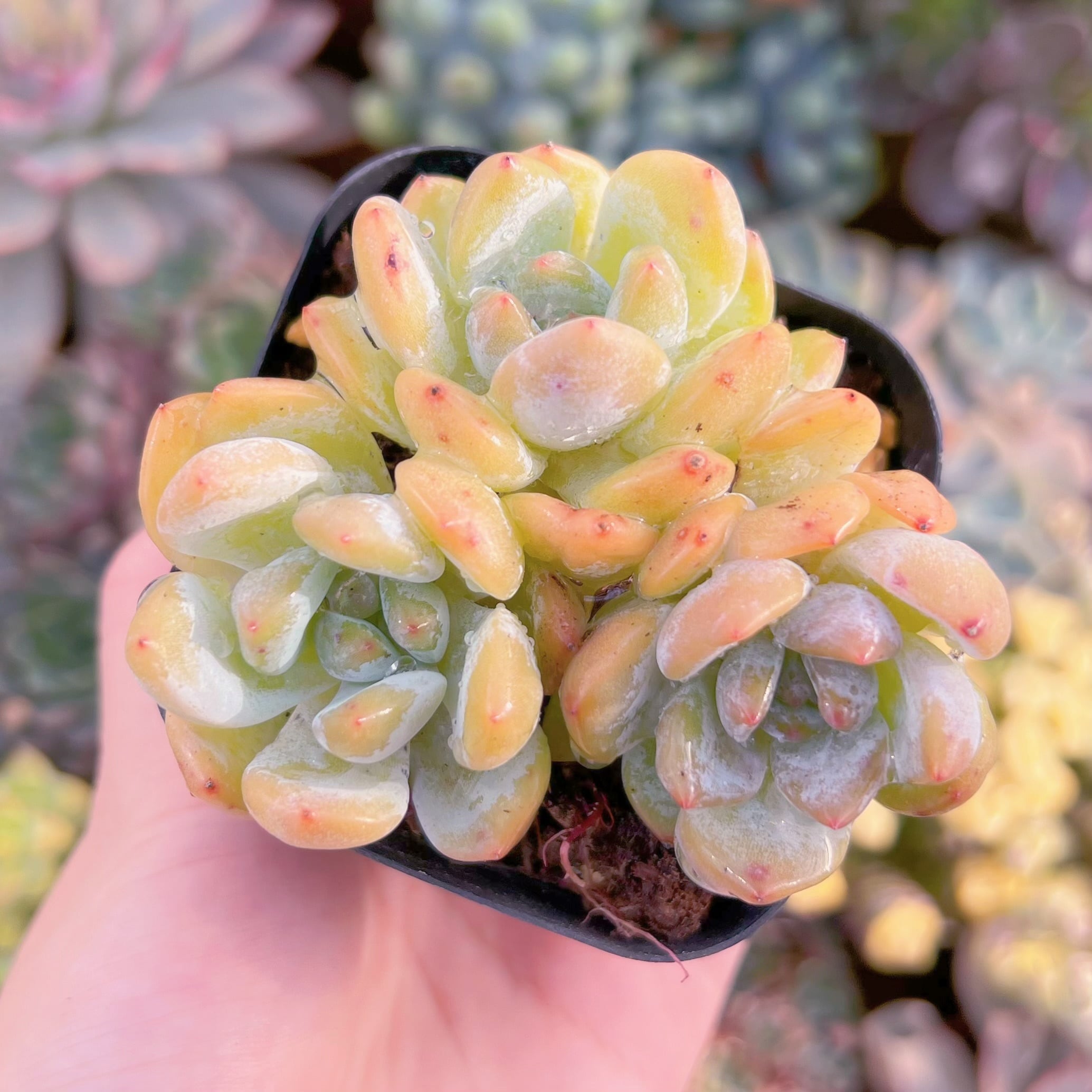 現品　ラウイx冷香#564　群生　るる農園