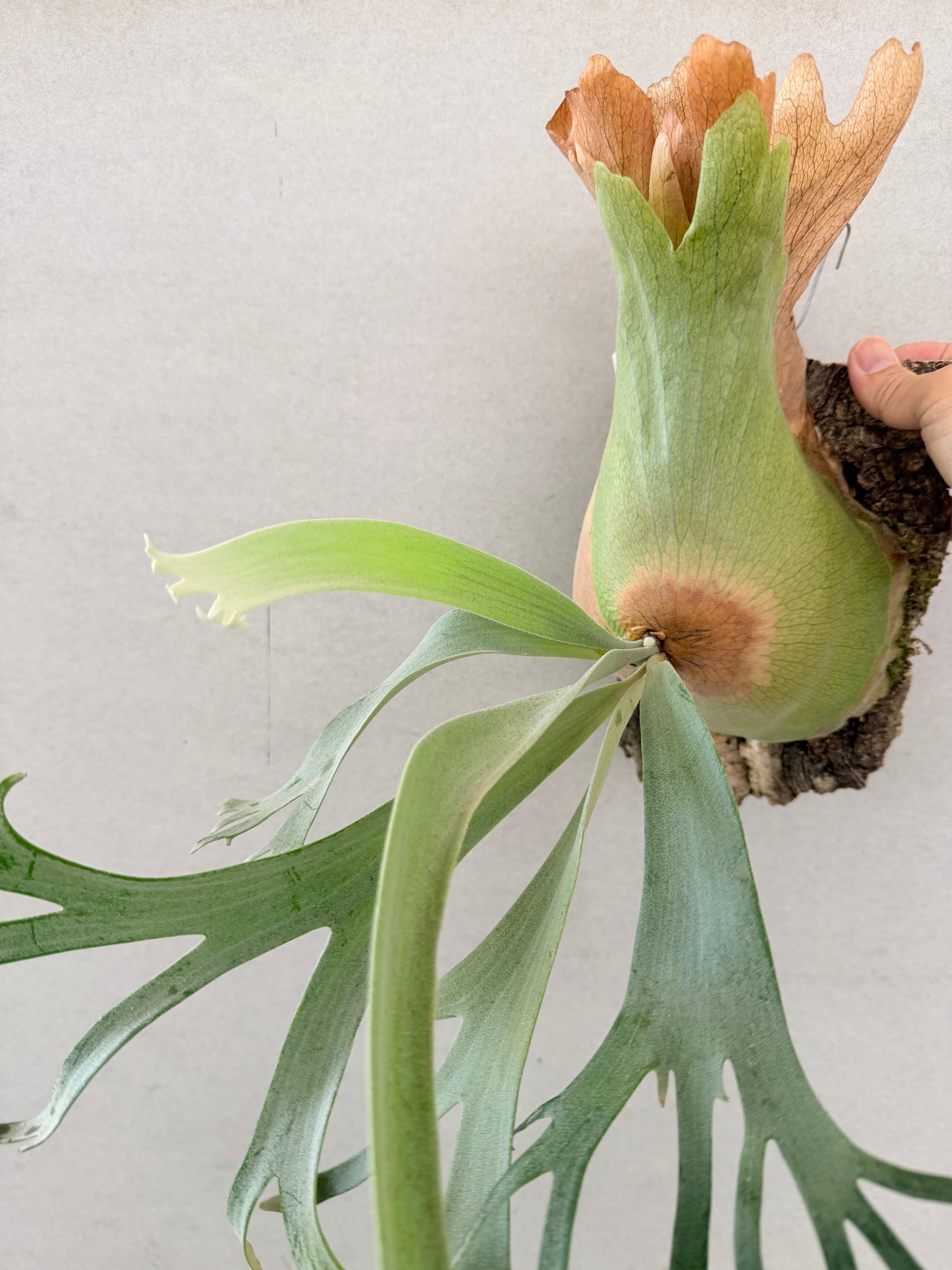 P. Willinckii 'Bogor Mr. Suddan' ビカクシダ ウィリンキー 'ボゴール