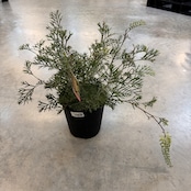 グレビレア クリームパッション【1025】