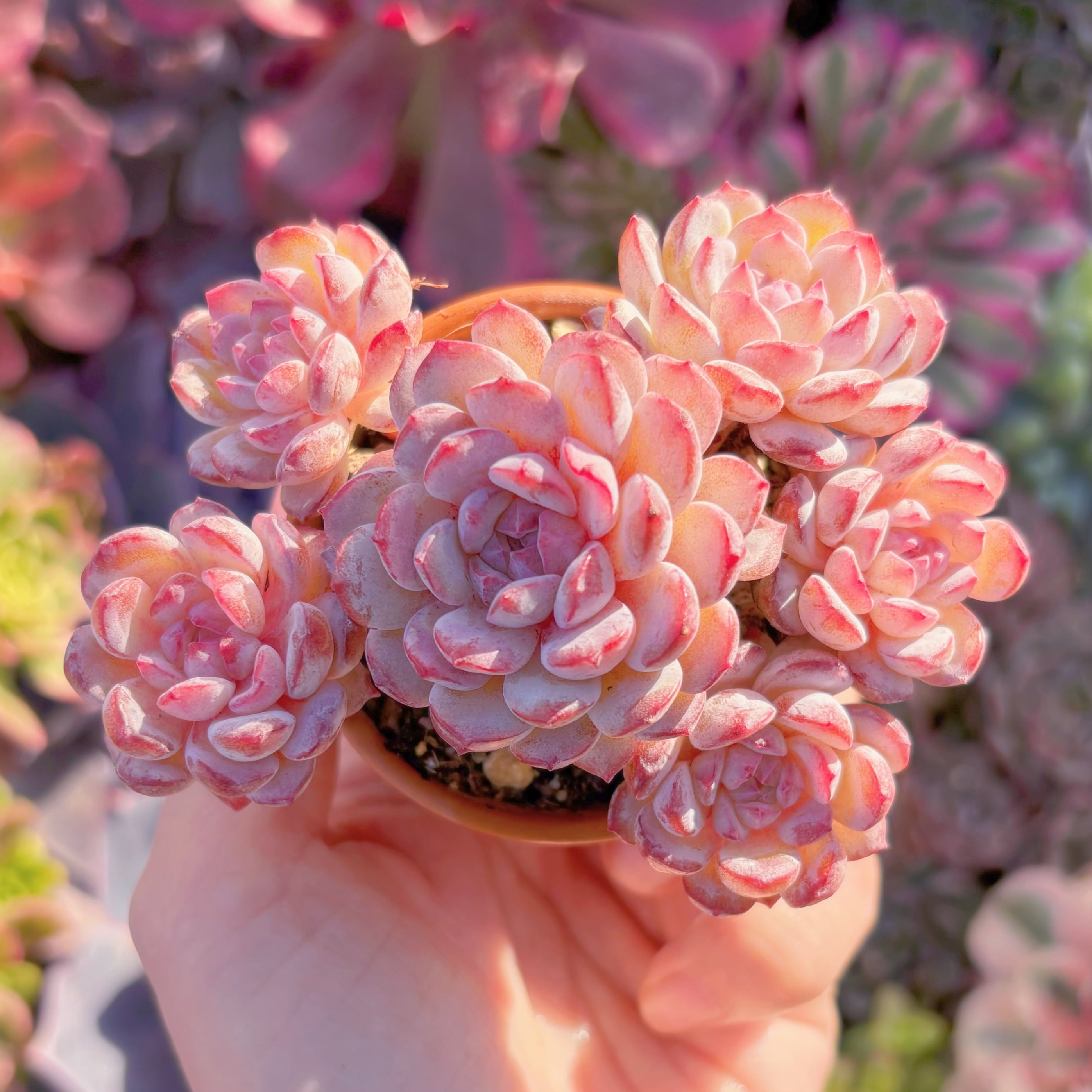 多肉植物　Robin　群生　新入荷　るる農園