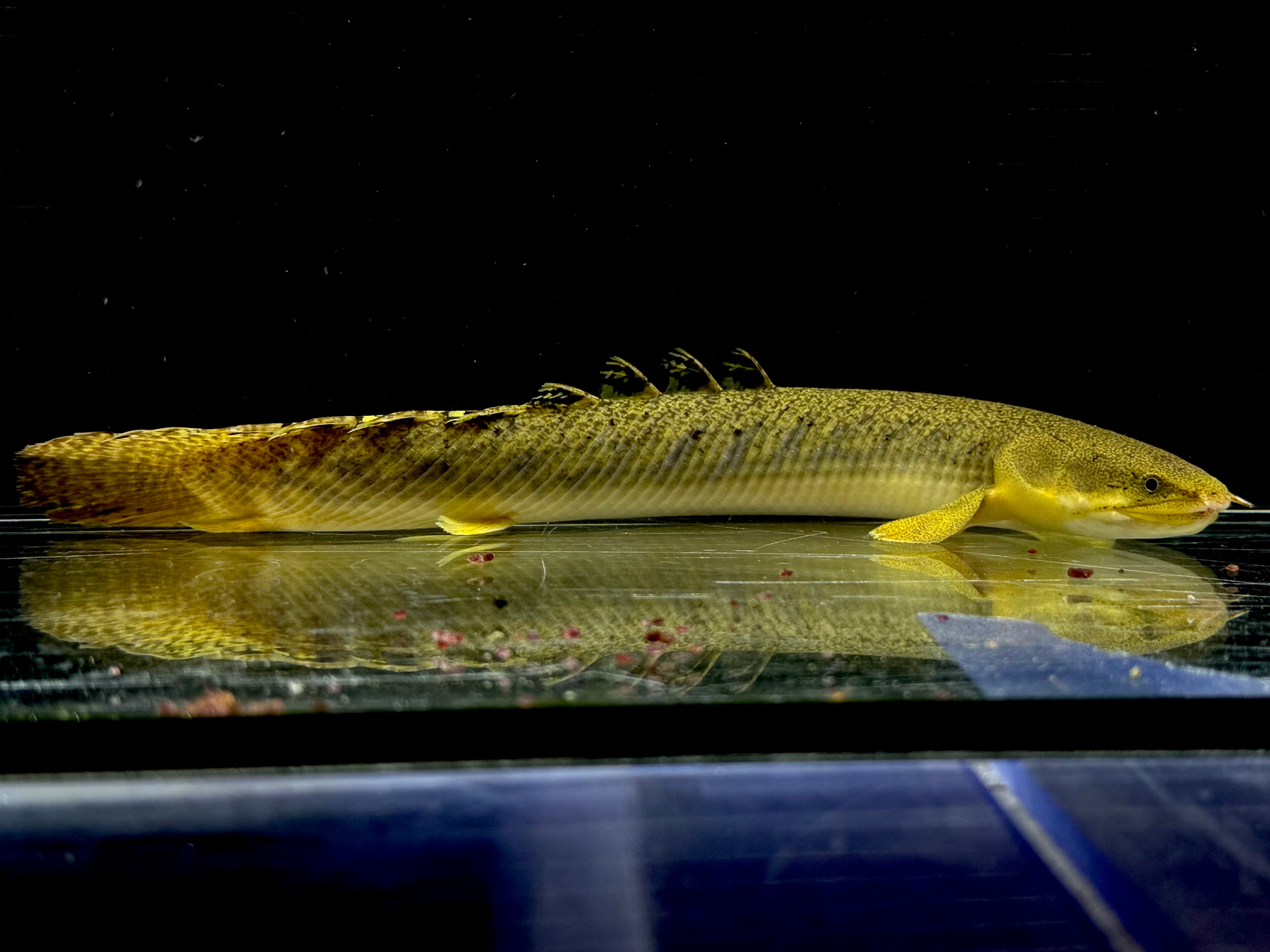 Po.パルマス ビュティコフェリー ギニア産 ①22cm | AQUASTYLEG