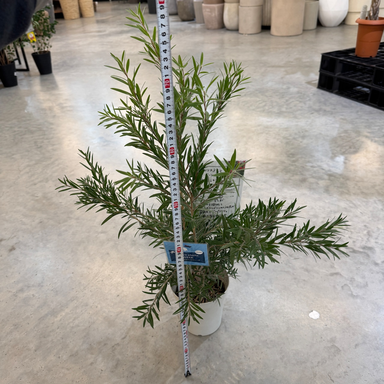 カリステモン ドーソンリバー【823】