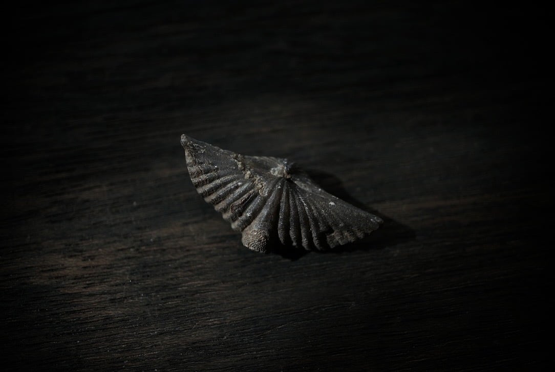 カナダ産腕足類化石 Mucrospirifer sp. 1605 | 叙景 jokei