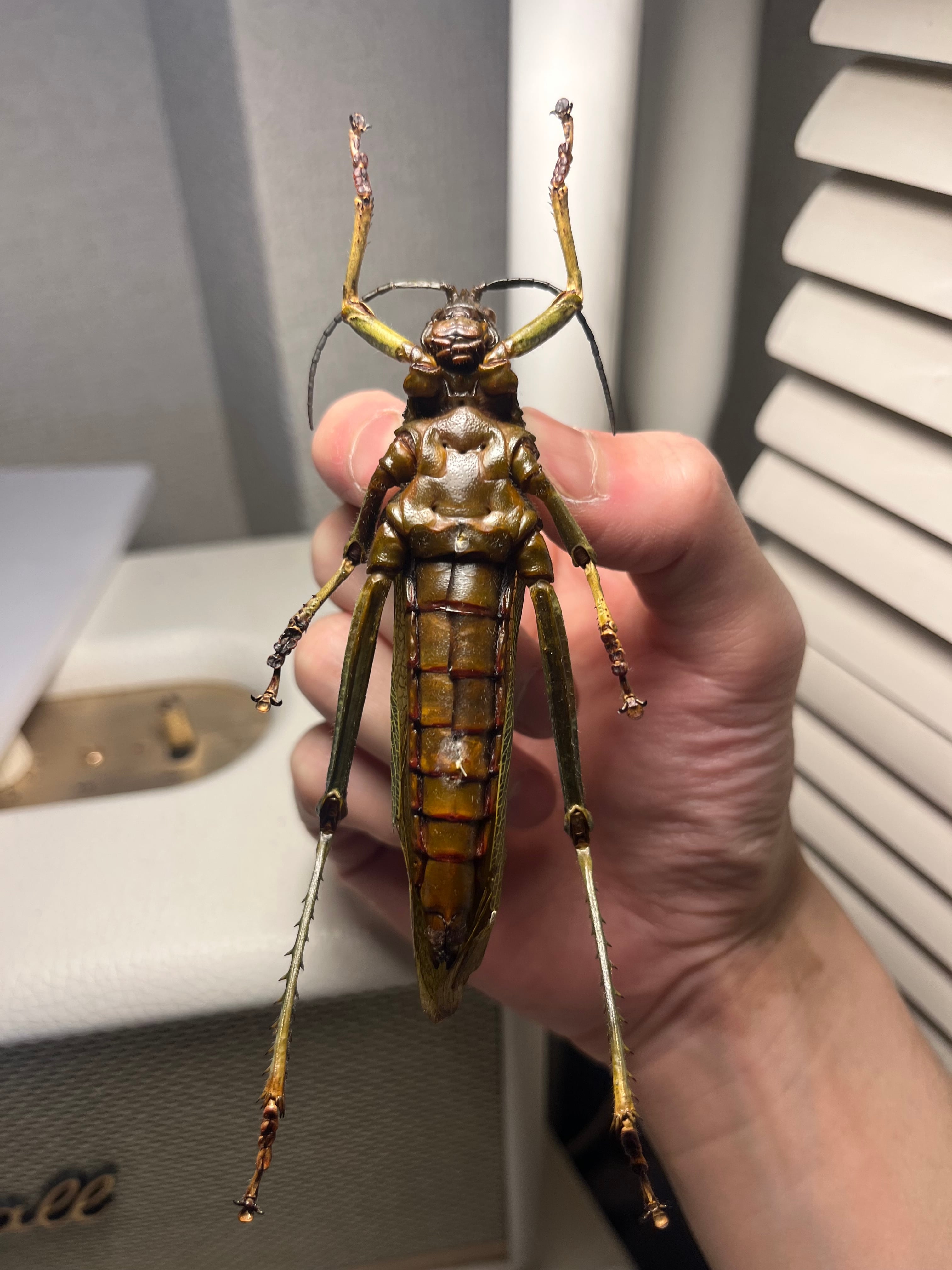 イビルジョーのようなバッタ 標本直翅類 カマキリ マンティス ナナフシコノハムシ イビルジョーのようなバッタ 標本直翅類 カマキリ マンティス ナナフシ