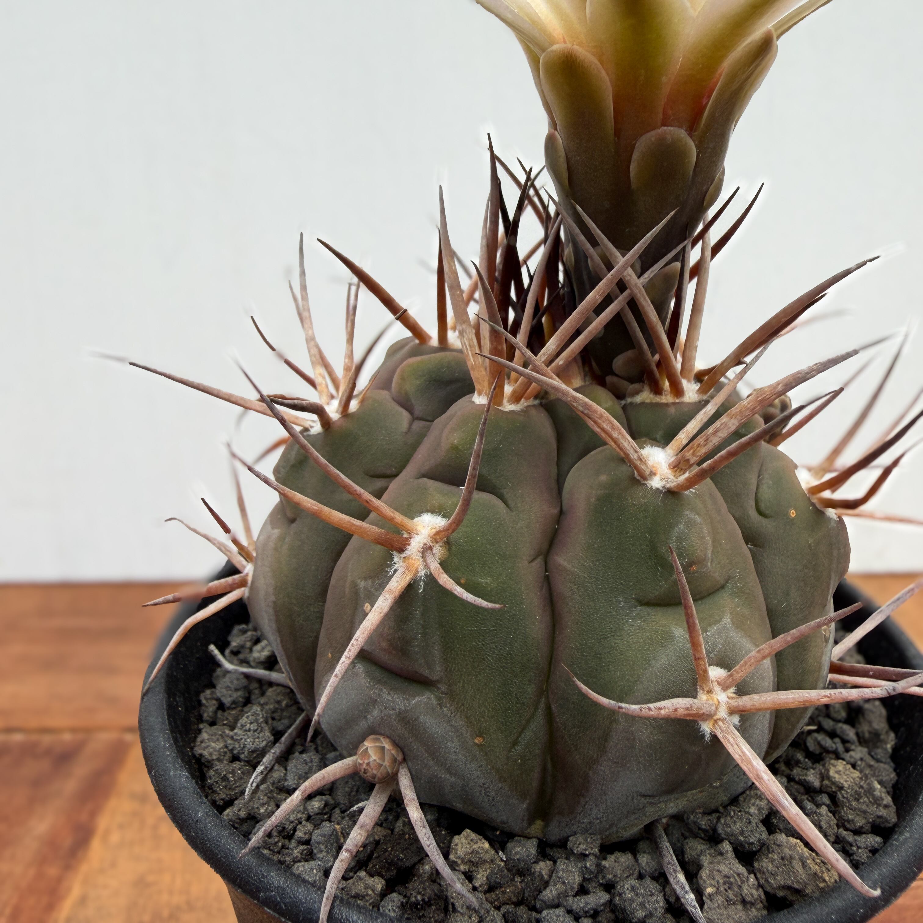 Gymnocalycium mazanense【ギムノカリキウム・守金魔天竜】 | RIMO'S