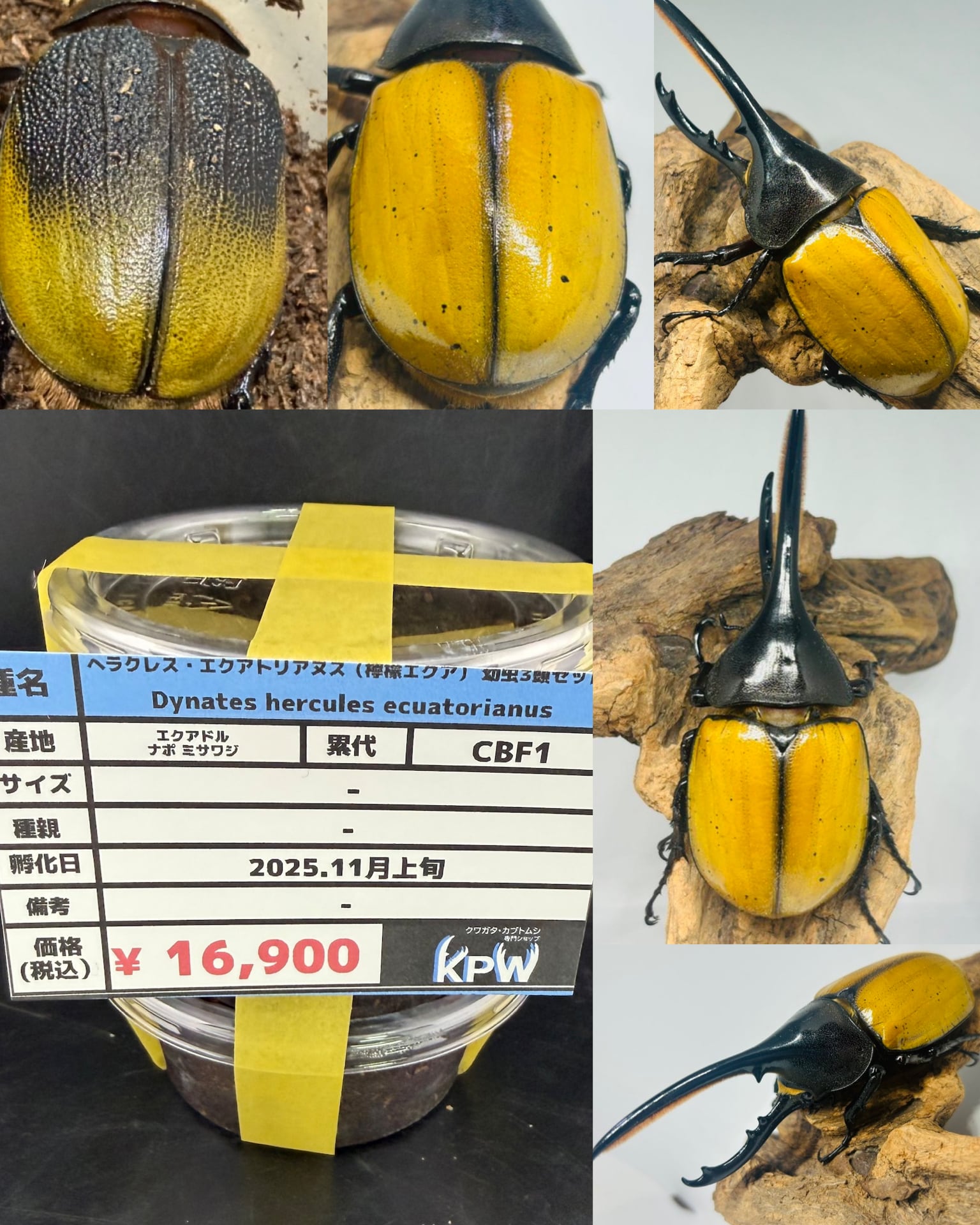 檸檬エクア】《ヘラクレス・エクアトリアヌス 幼虫3頭セット》 | KPW