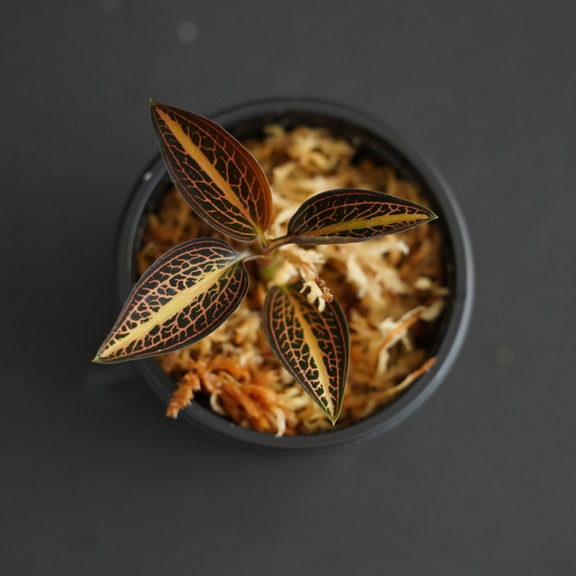 ◆現品◆ルディシアディスカラー（主脈斑タイプ） Ludisia discolor 'Thick Vein Type'【ジュエルオーキッド宝石蘭／石崎バイオ】#809