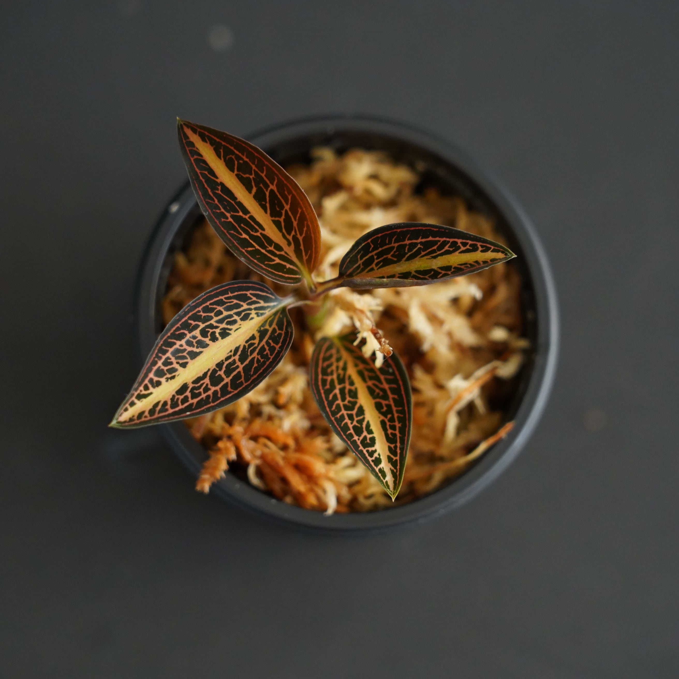 ◆現品◆ルディシアディスカラー(主脈斑タイプ) Ludisia discolor 'Thick Vein Type'【ジュエルオーキッド宝石蘭/石崎バイオ】#809