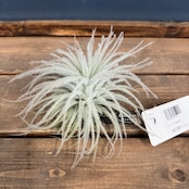 チランジア テクトラム L【875】