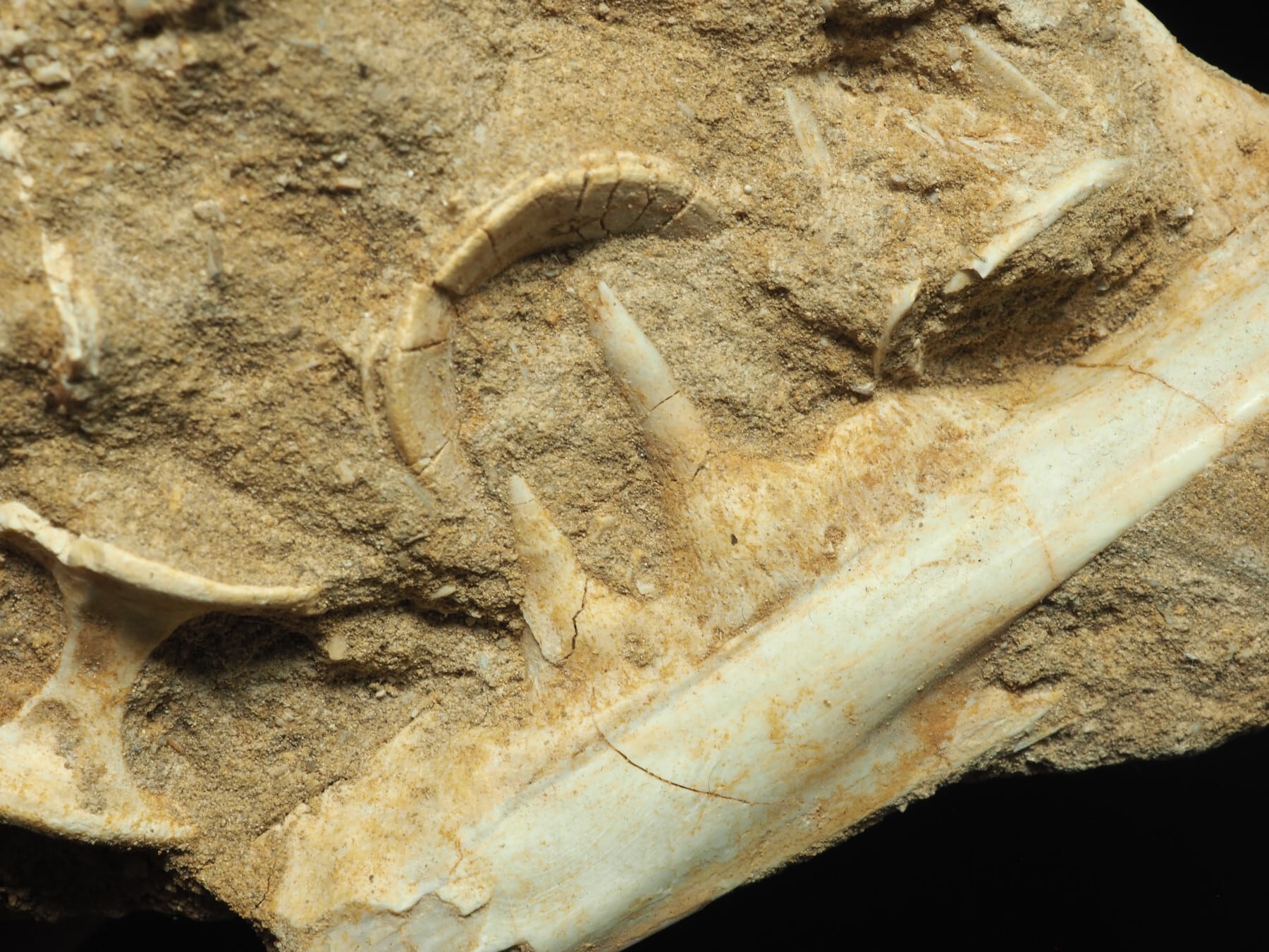 魚類の化石【Enchodus elegans】【197 g】モロッコ王国産/エンコドゥス