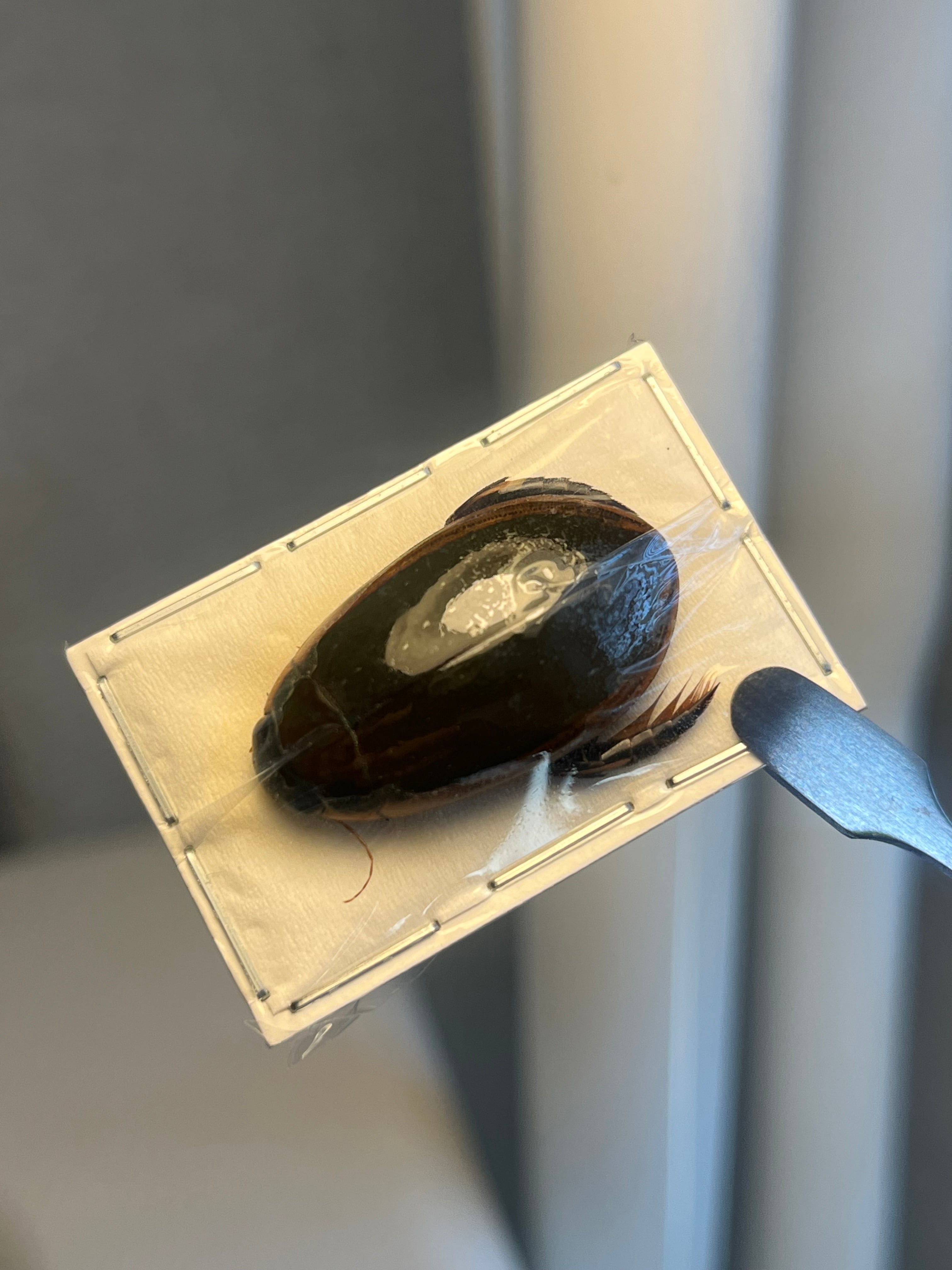 26mm】ゲンゴロウの一種 標本 水性昆虫タガメ ミズカマキリ トンボ