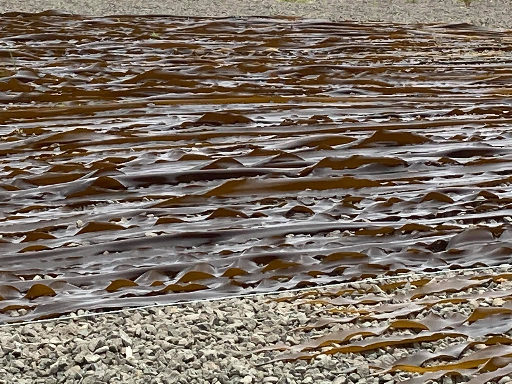 抽選販売】厚岸蒸溜所 二十四節気シリーズ 清明 シングルモルト 55