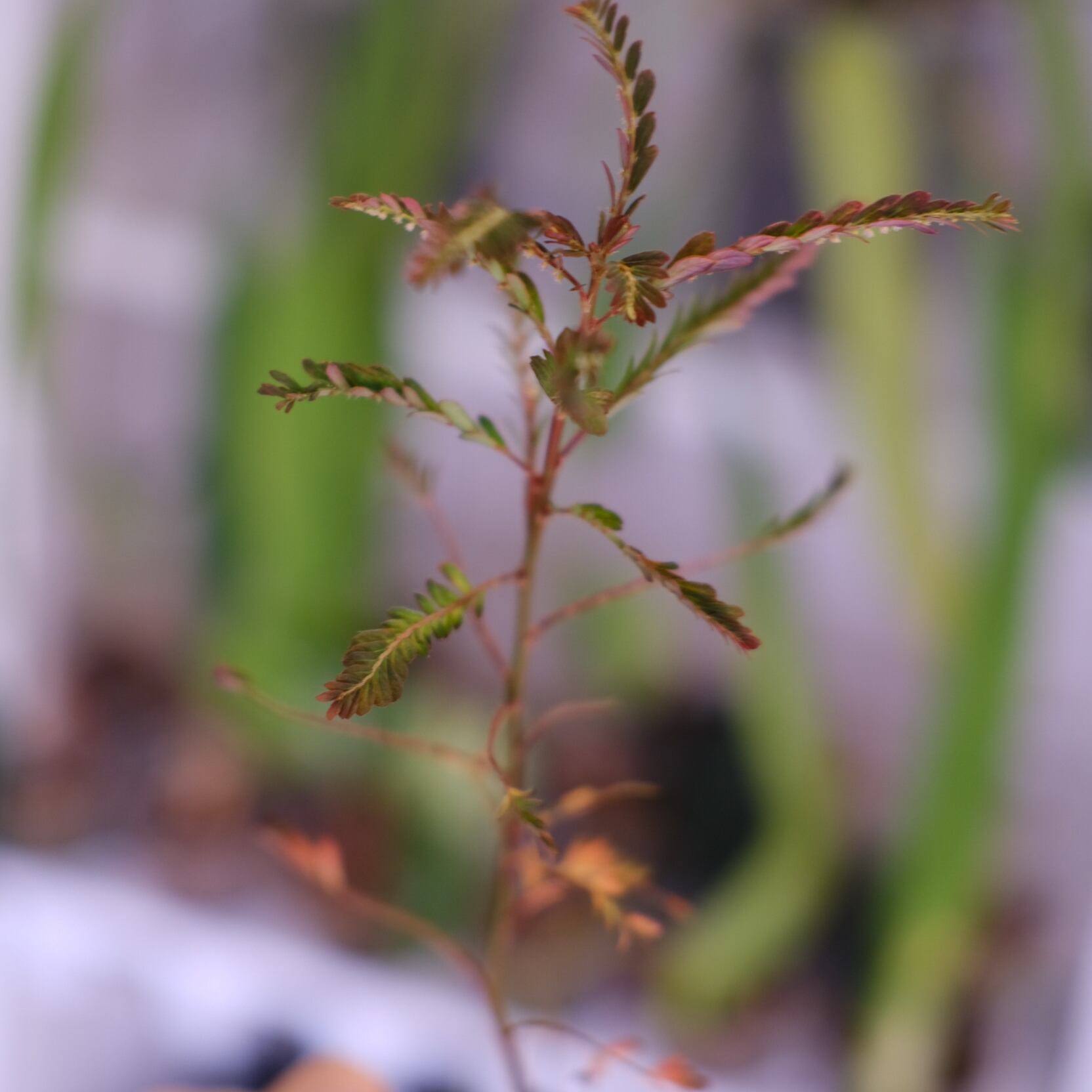 Phyllanthus urinaria Pink⑥│フィランサス・ウリナリア Phyllanthus urinaria 'Pink Variegated'│フィランサス・ウリナリア