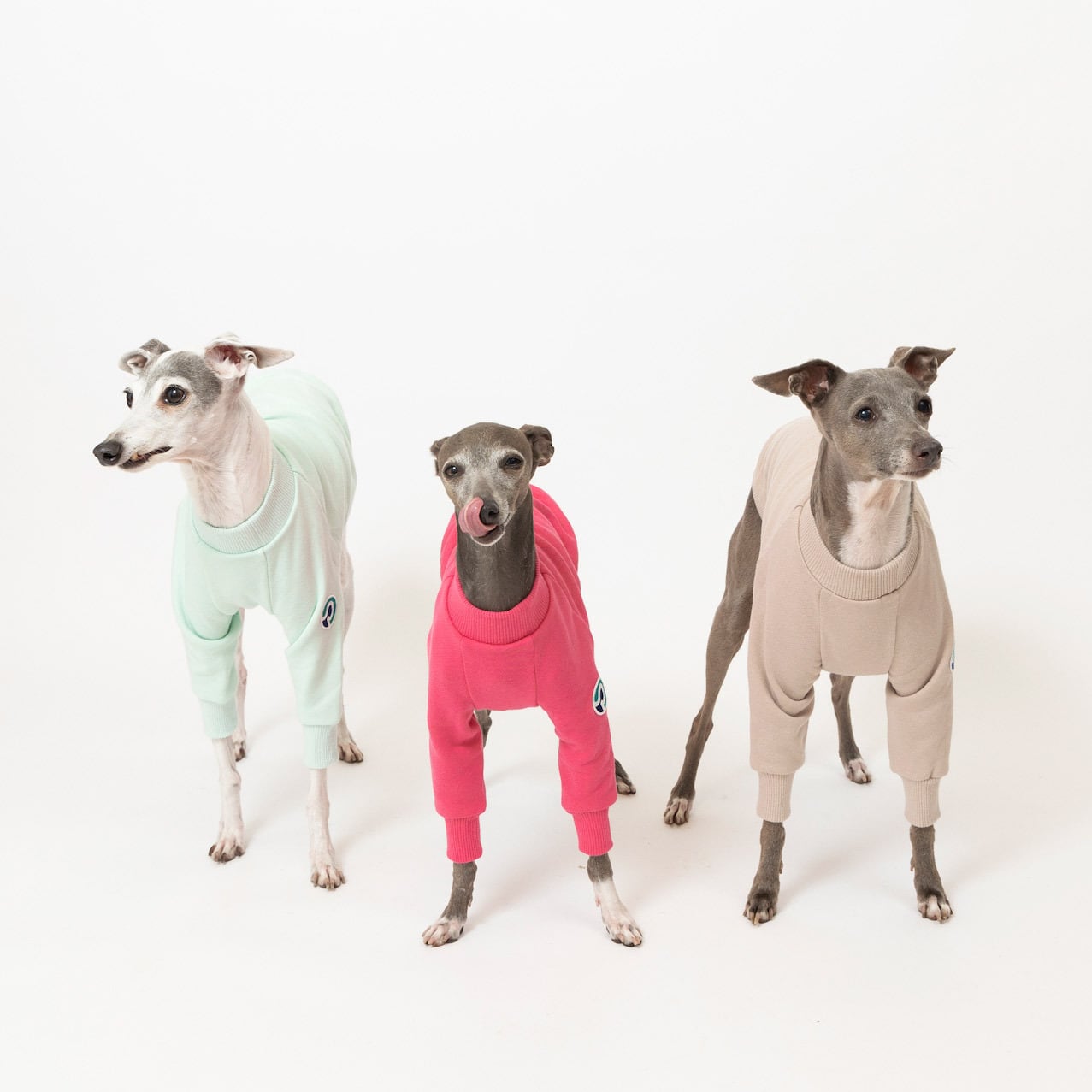 トレーナー2024 pink / イタグレ服 | イタグレ服【Pippino】